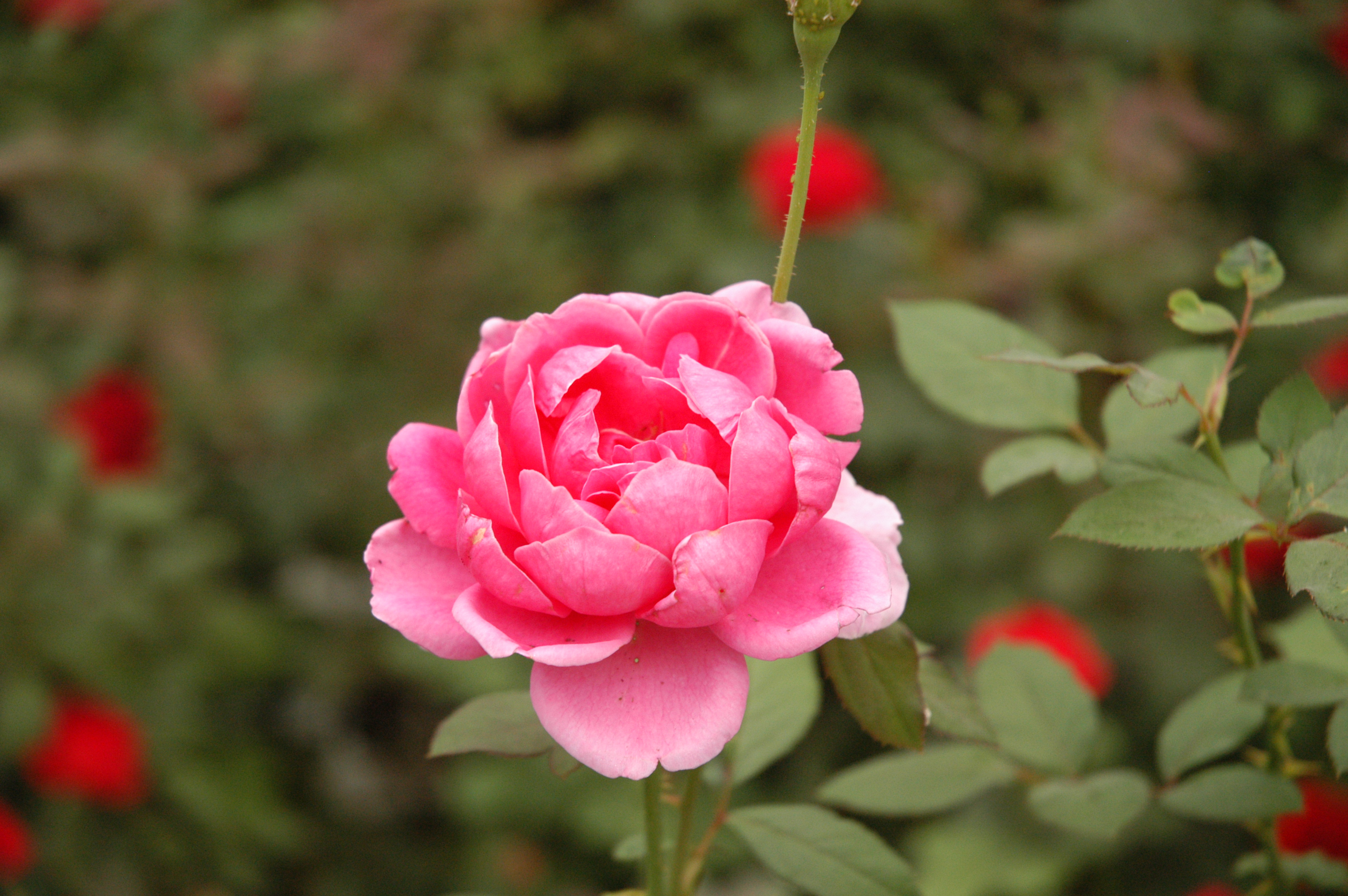 File:Pink flower in Beijing.JPG - Wikimedia Commons