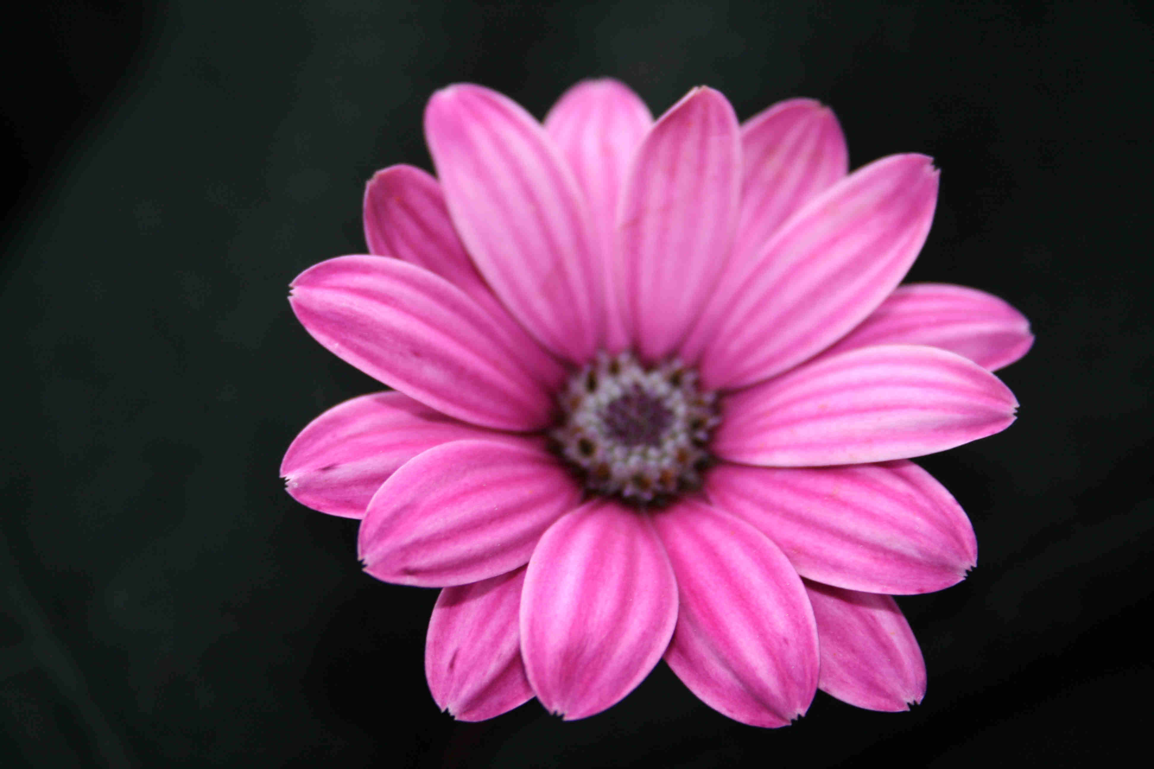 Pink Flower Black Background Pink Flowers B | Chainimage