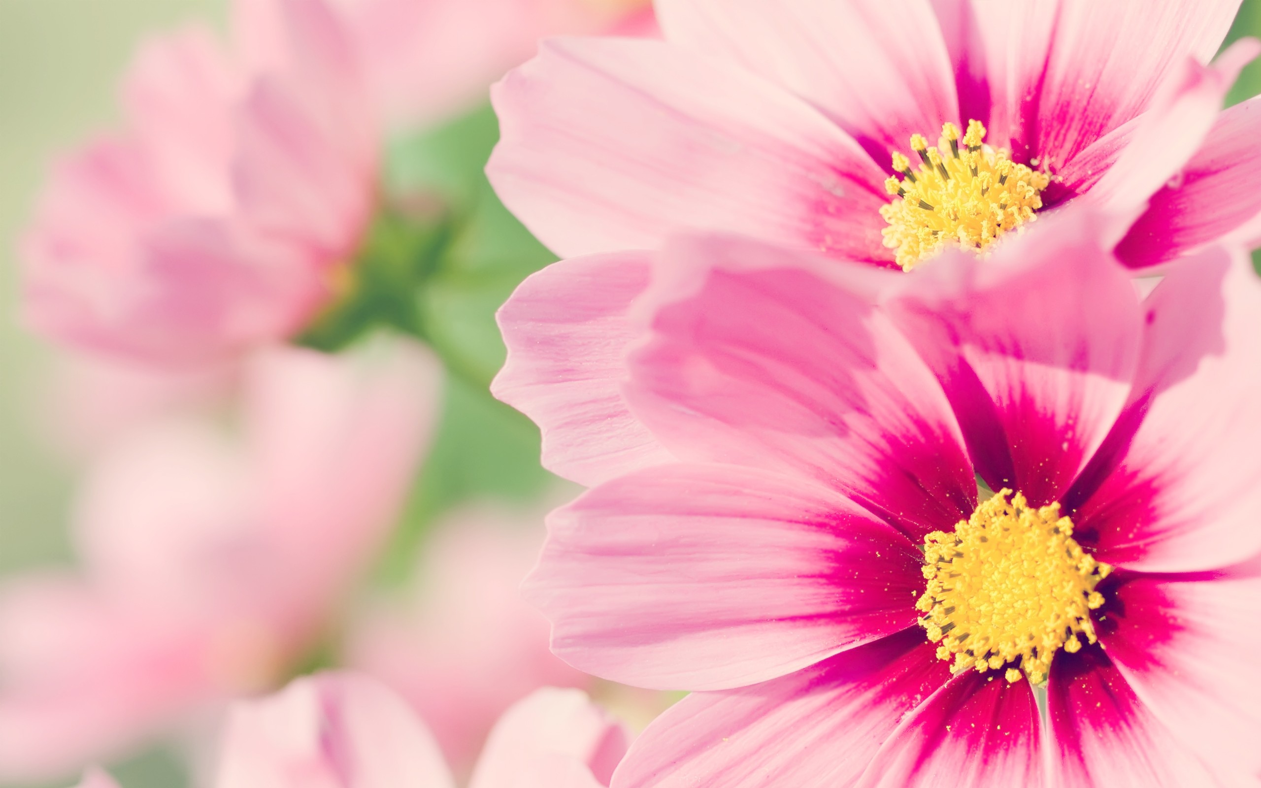 Free Pink Flower Wallpaper Picture « Long Wallpapers