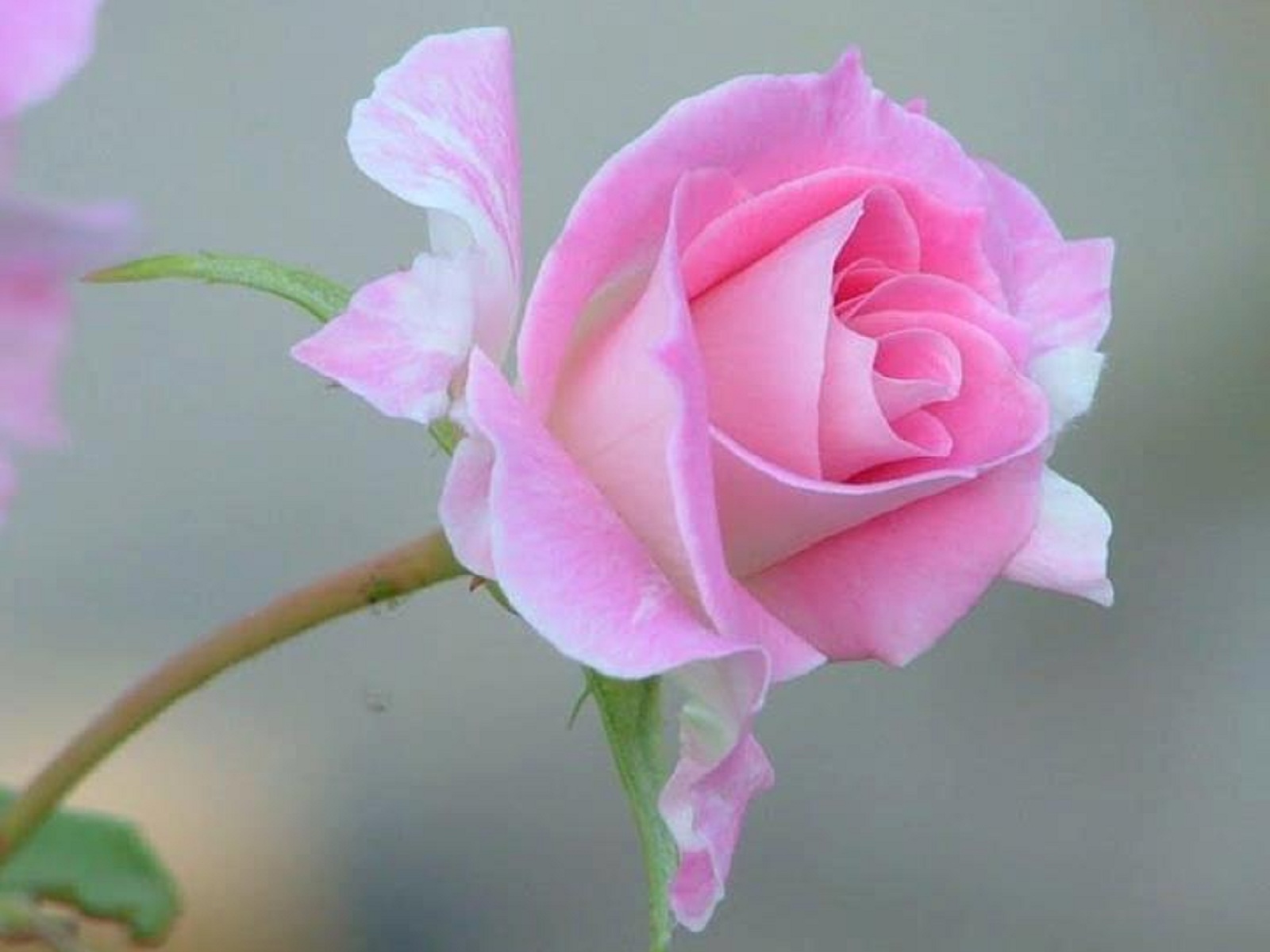 Pink Rose Flowers Images Widescreen Hd Of Desktop Flower ...