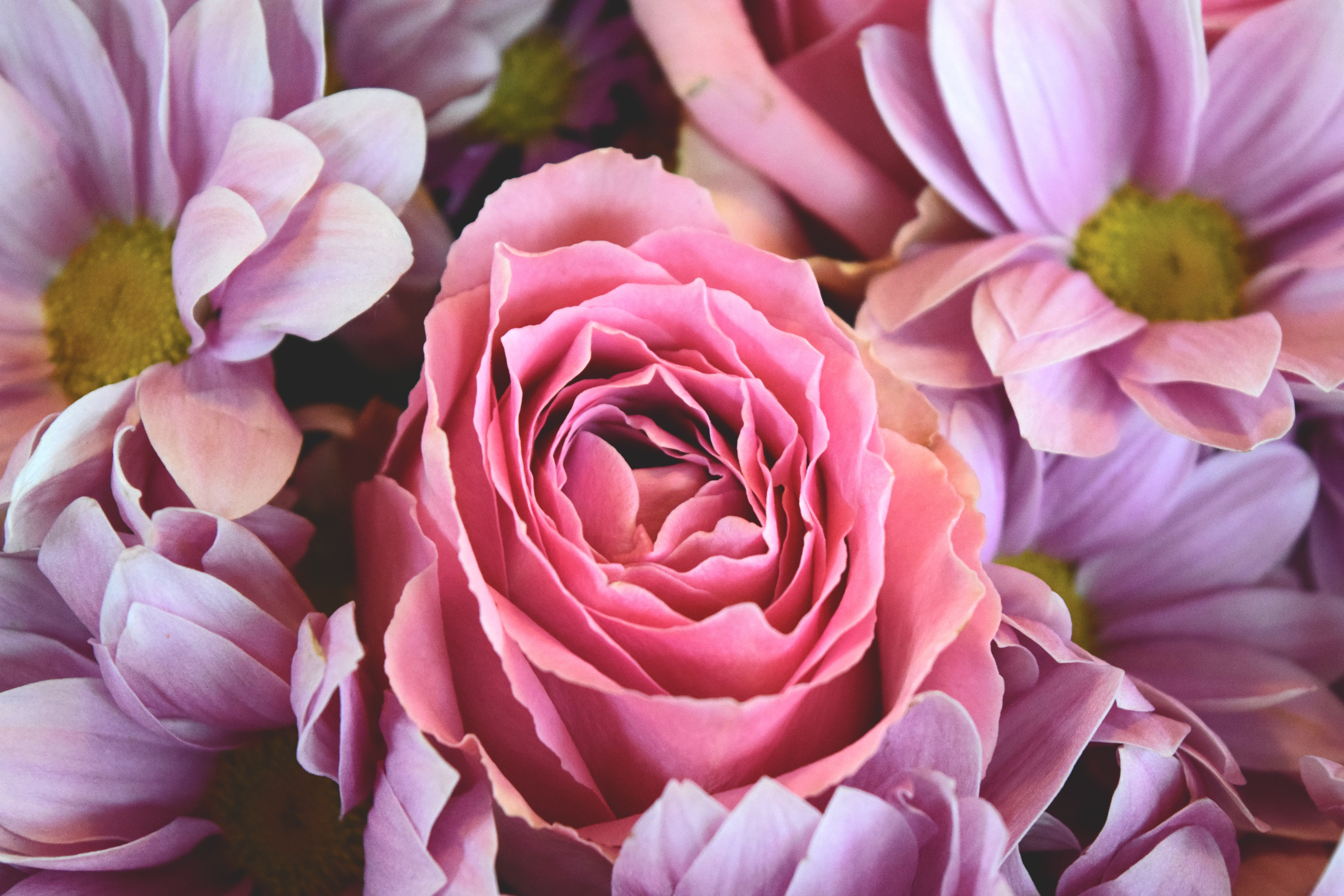 Pink Flower Images - Shop of Cliparts