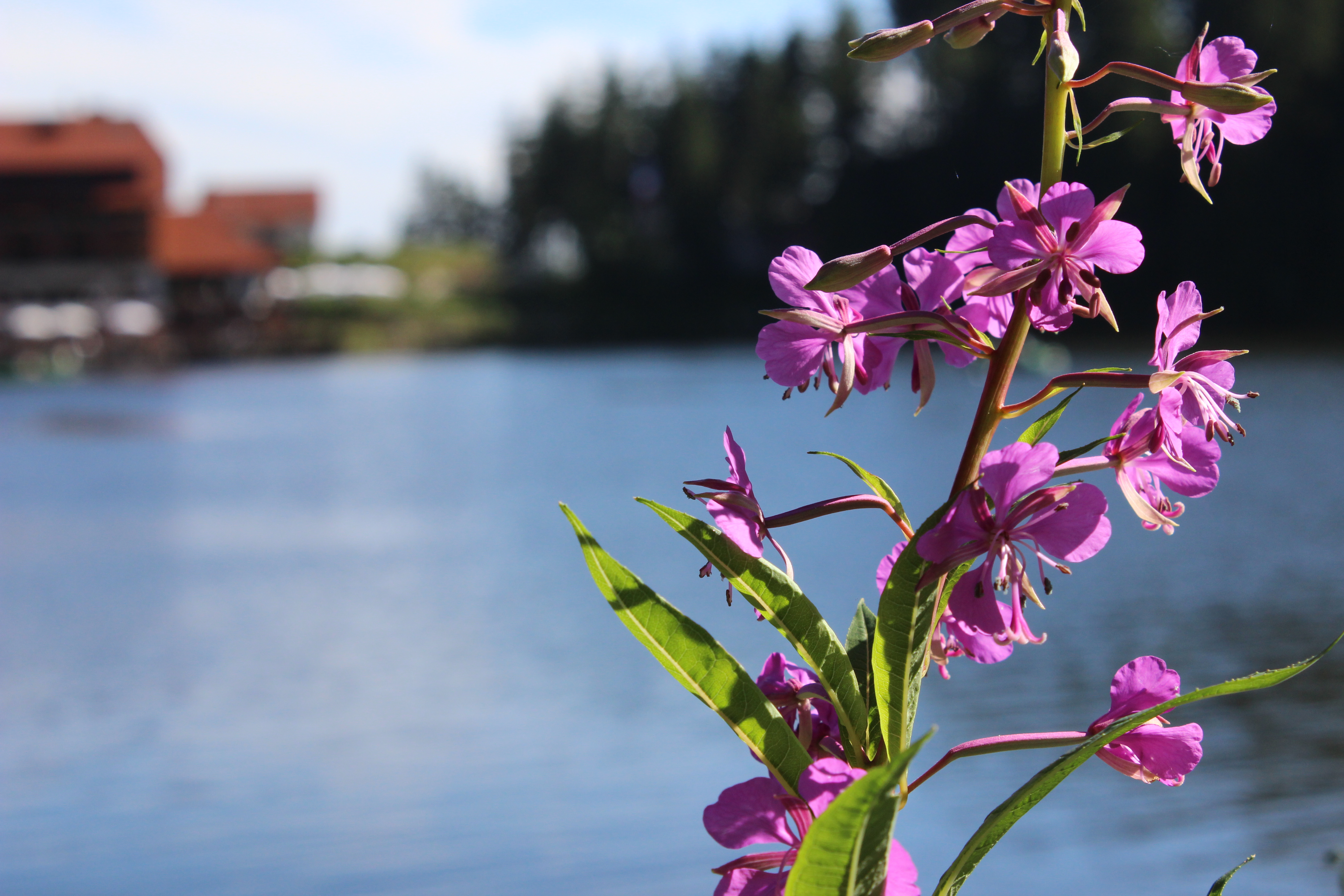 Pink flower and lake photo