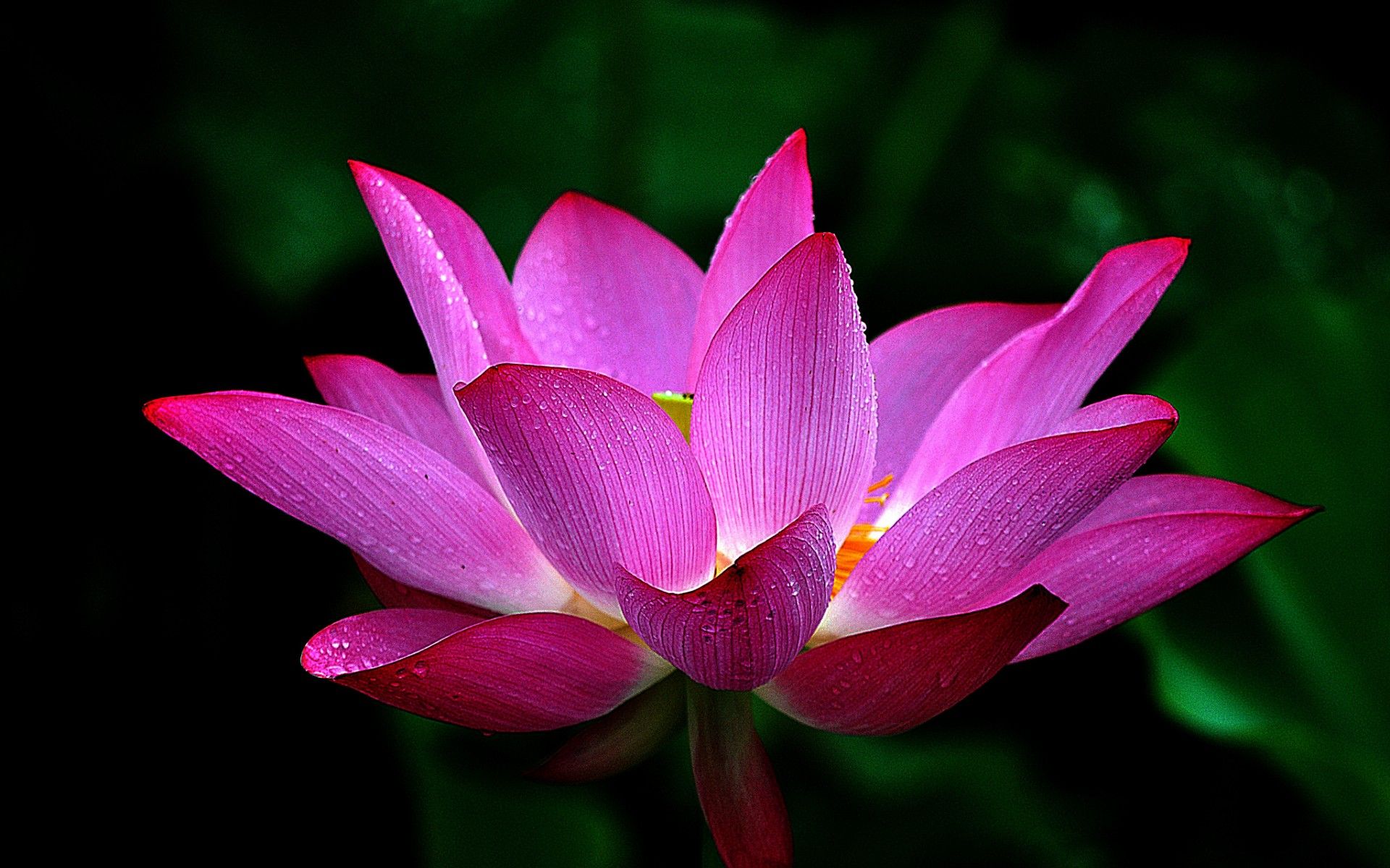 VERY HI-RES PHOTO WALLPAPER! Macro-of-water-droplets-on-pink-lotus ...