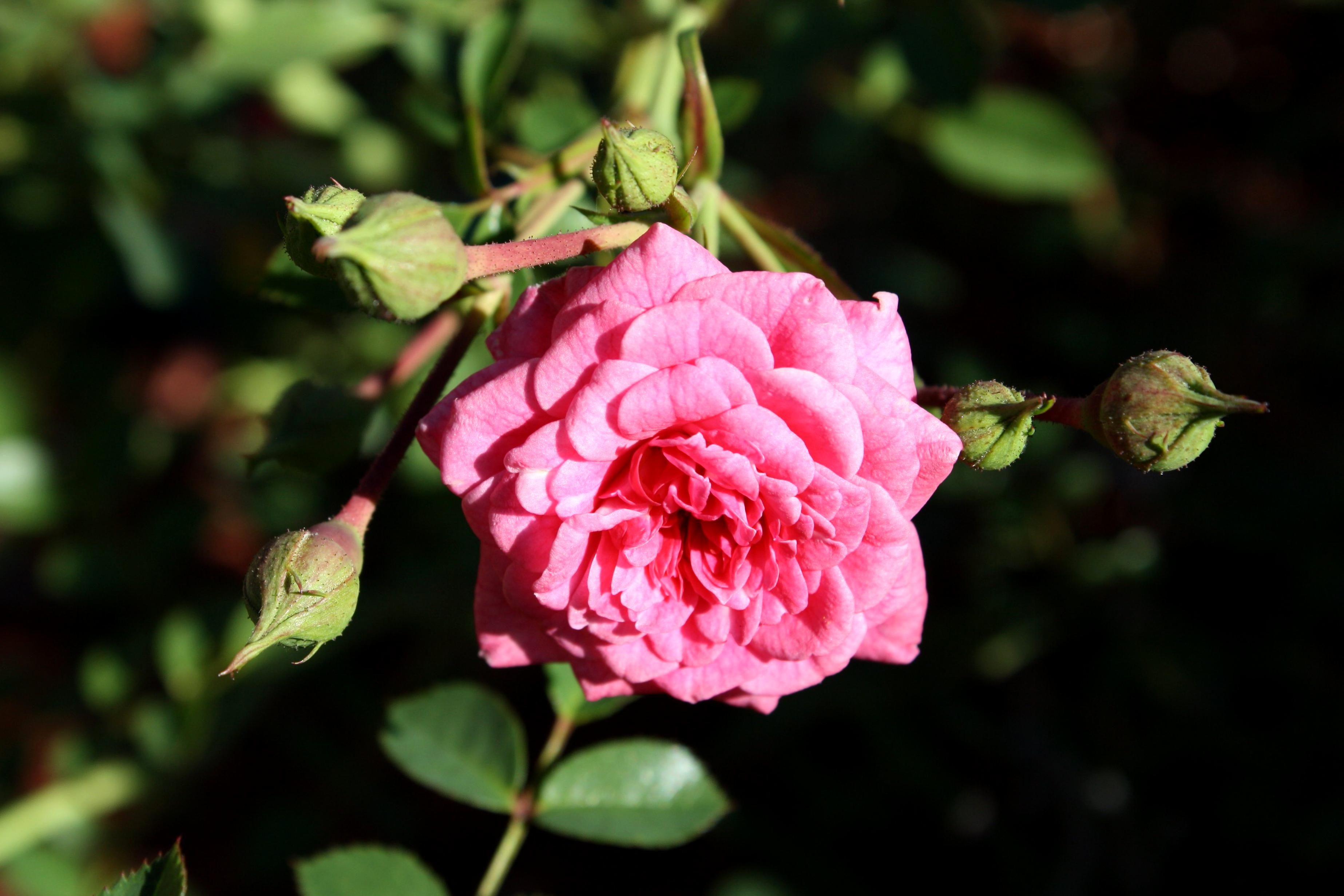 Free picture: bright pink rose, flower, bloom, flower garden