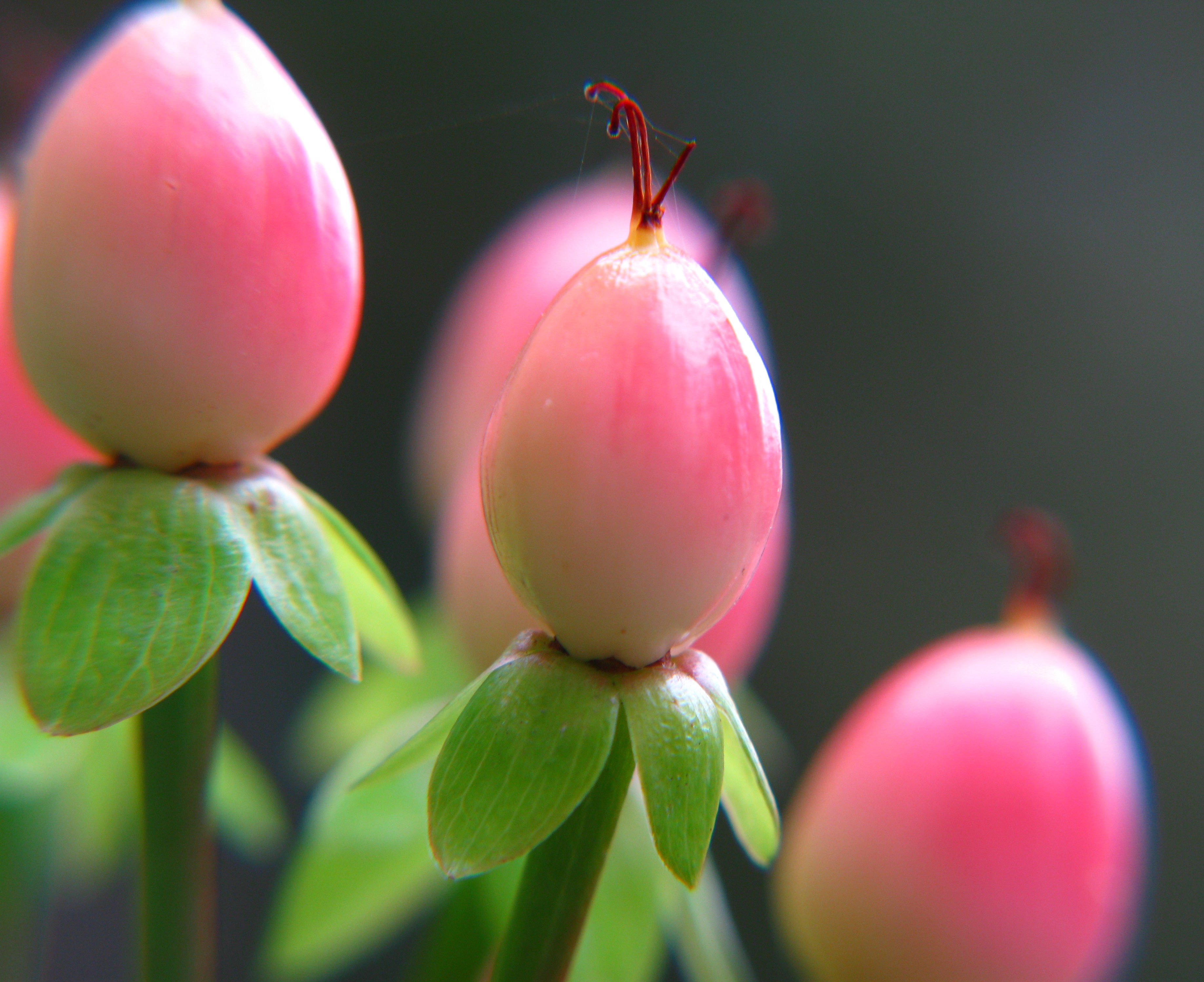 Pink Flower Bud | rt lodermeier photography