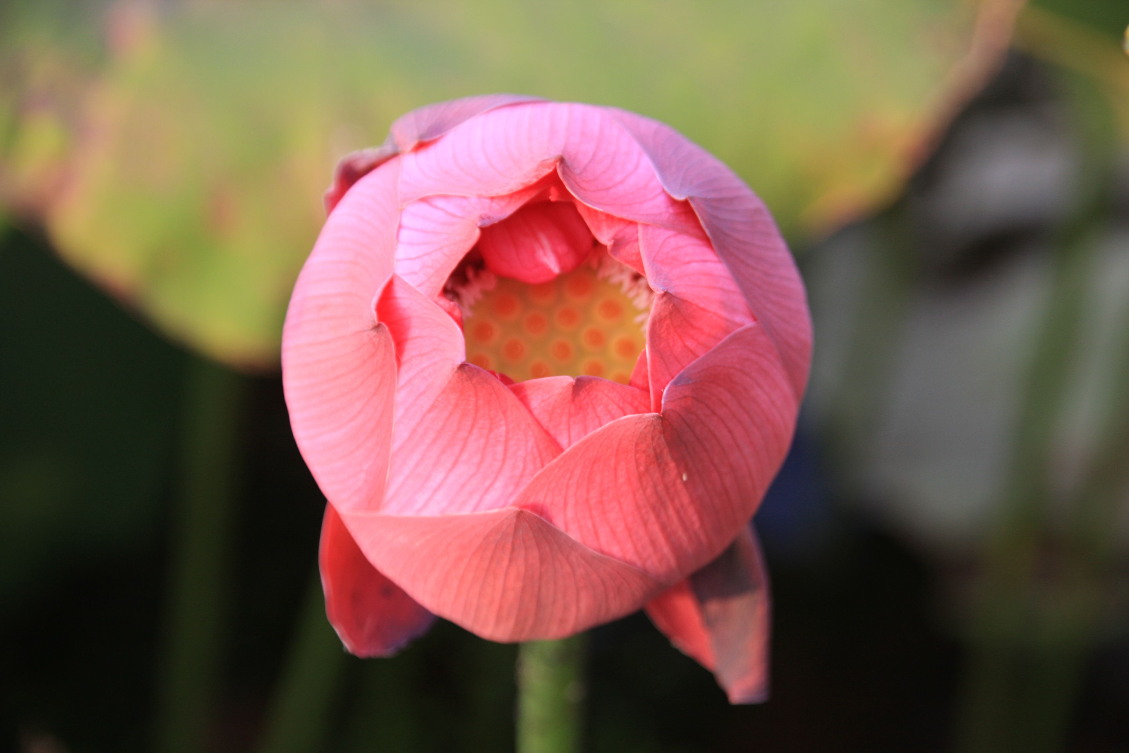 Lotus Flower Bud Wallpaper (3888×2592) | Flowers | Pinterest | Flowers