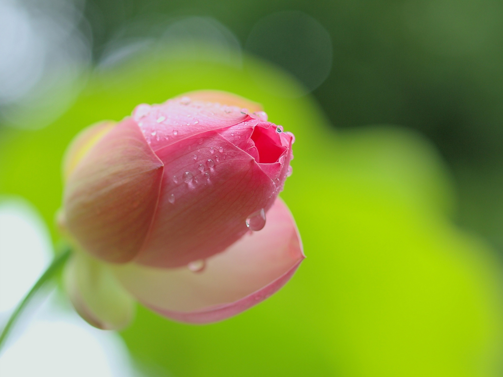 Pink lotus flower bud close-up, dew wallpaper | flowers | Wallpaper ...