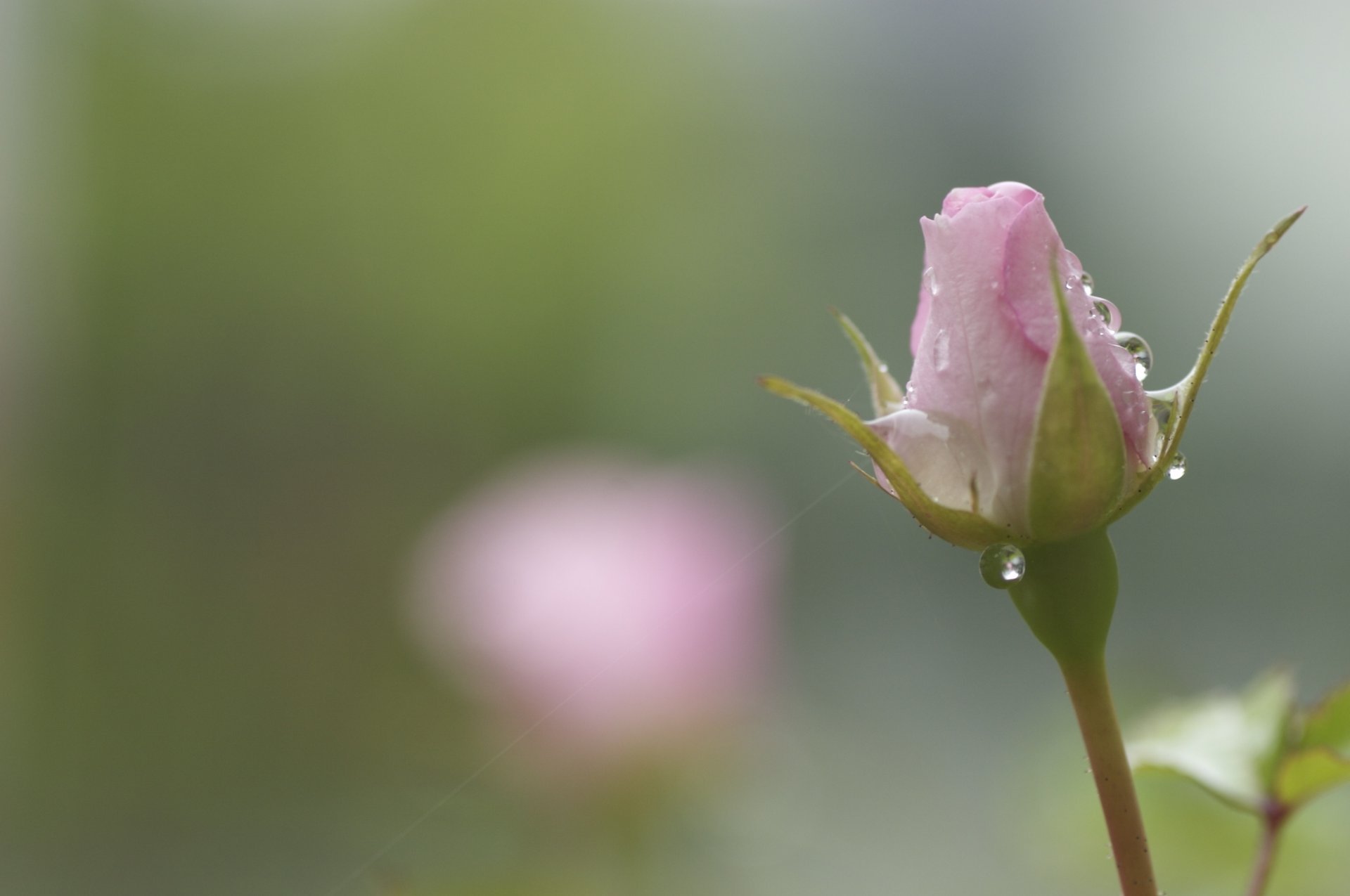 rose pink flower bud the stem drops rosa spider blur tender flowers ...