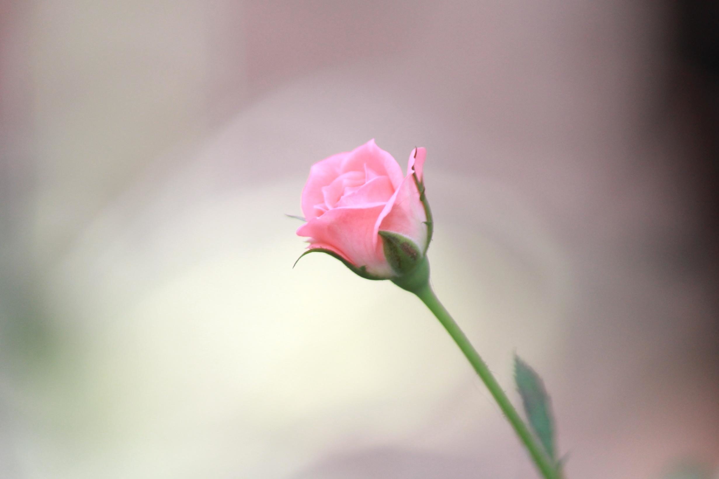 Free picture: beautiful, rose, flower bud, petal