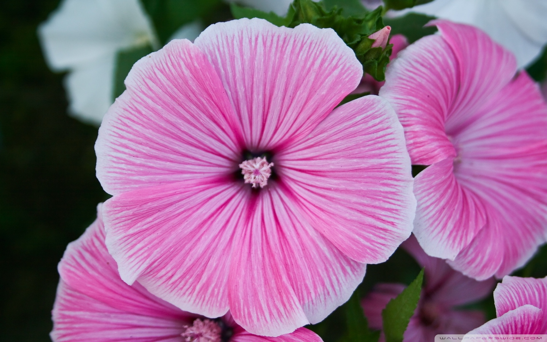 Pink flower closeup photo