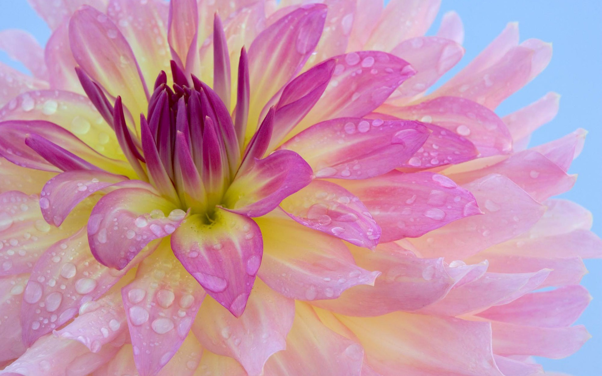 Close-up of pink flowers with dew wallpaper | flowers | Wallpaper Better