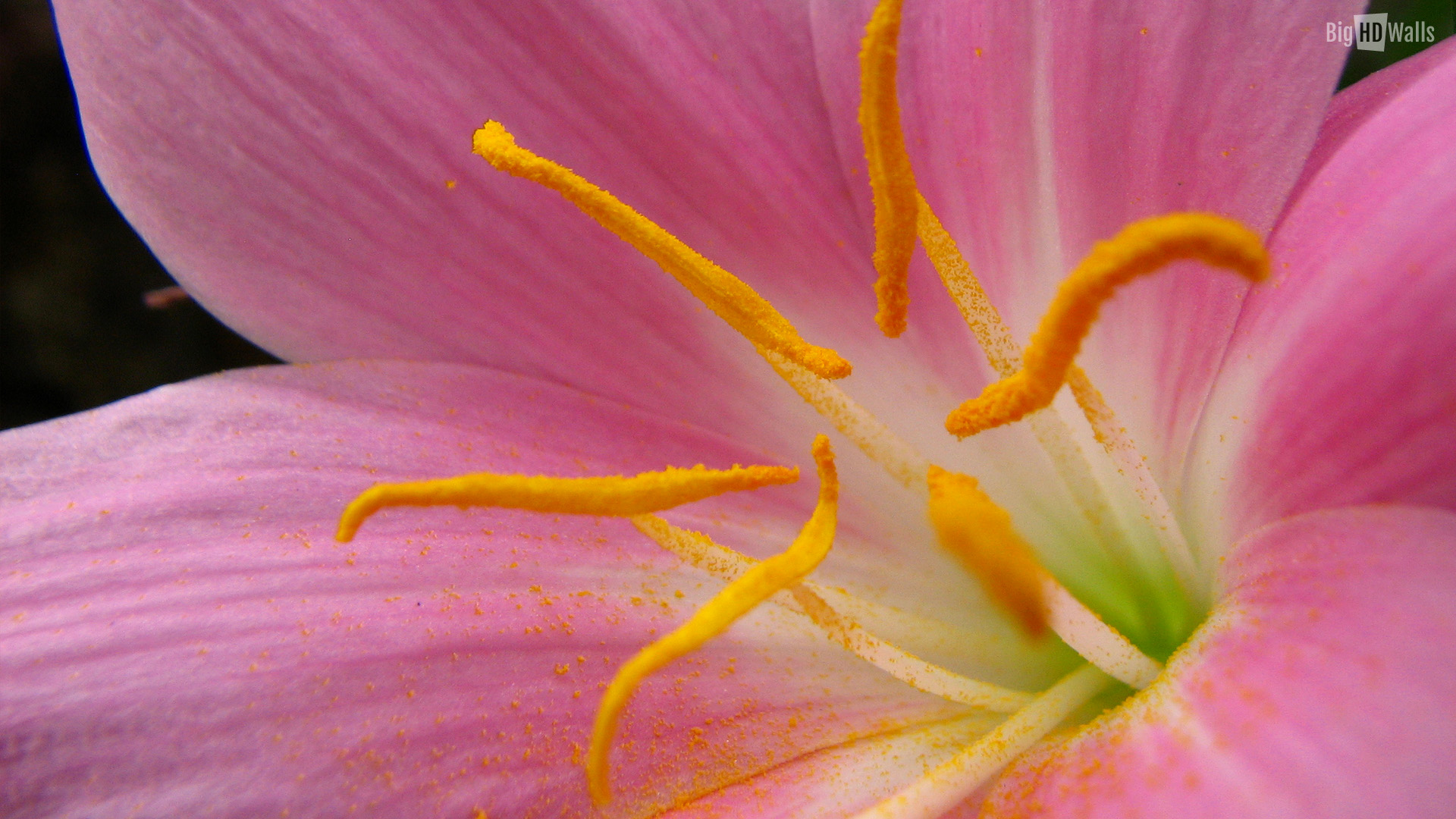Beautiful Pink Flower Closeup HD Wallpaper | BigHDWalls
