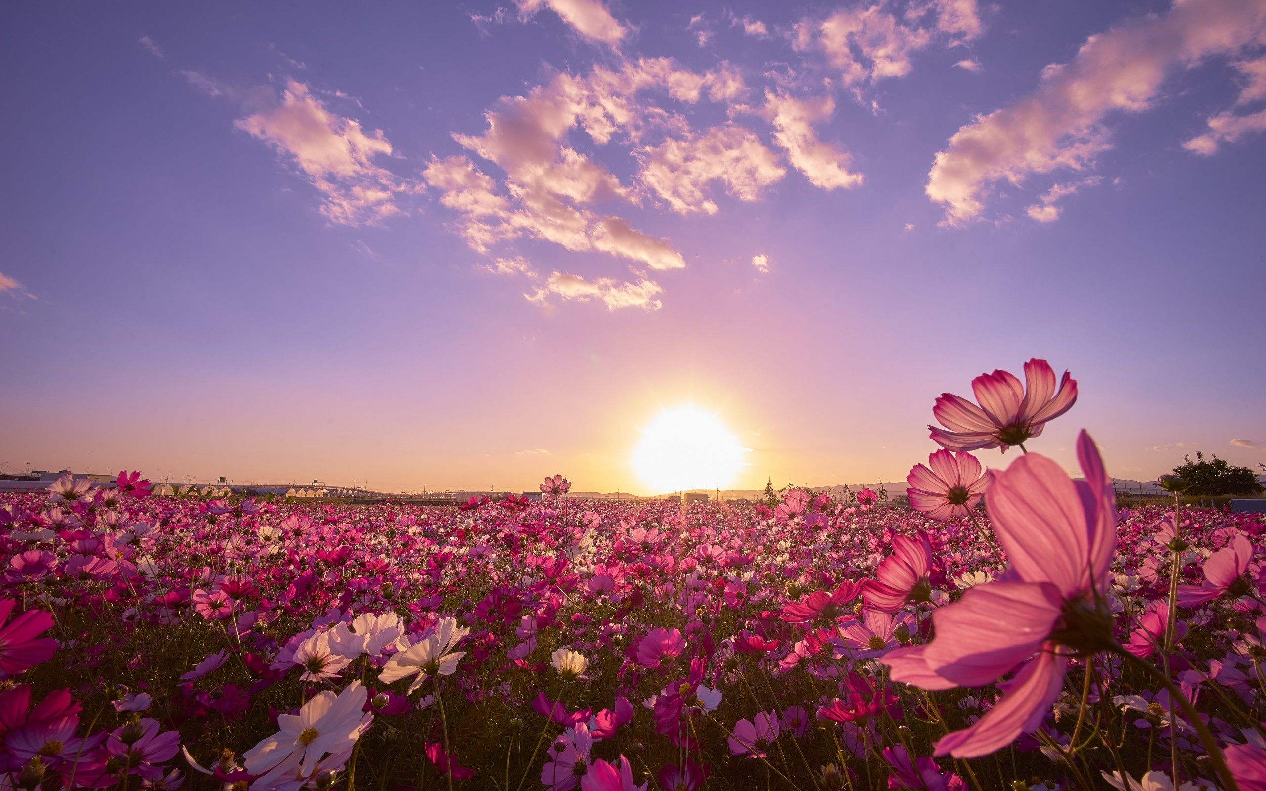 Pink flower field photo