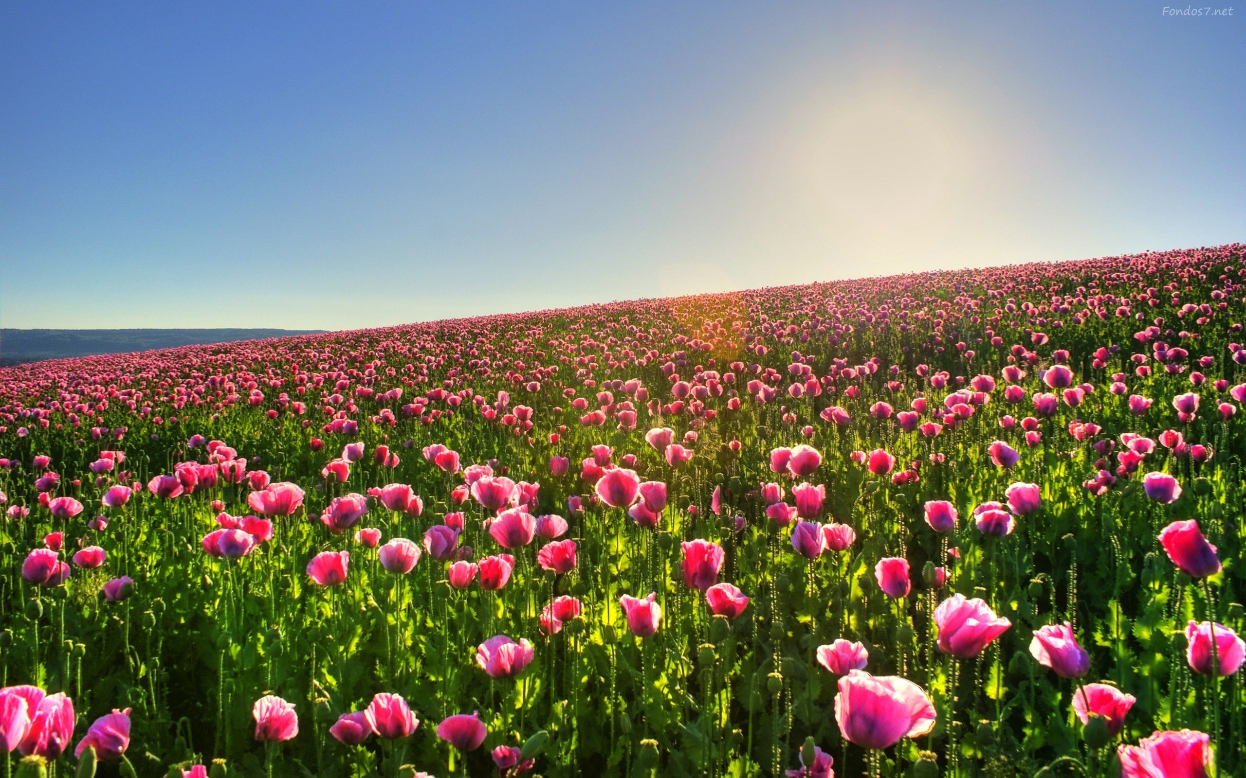 flores rosadas - Buscar con Google | FLORES | Pinterest | Beautiful ...