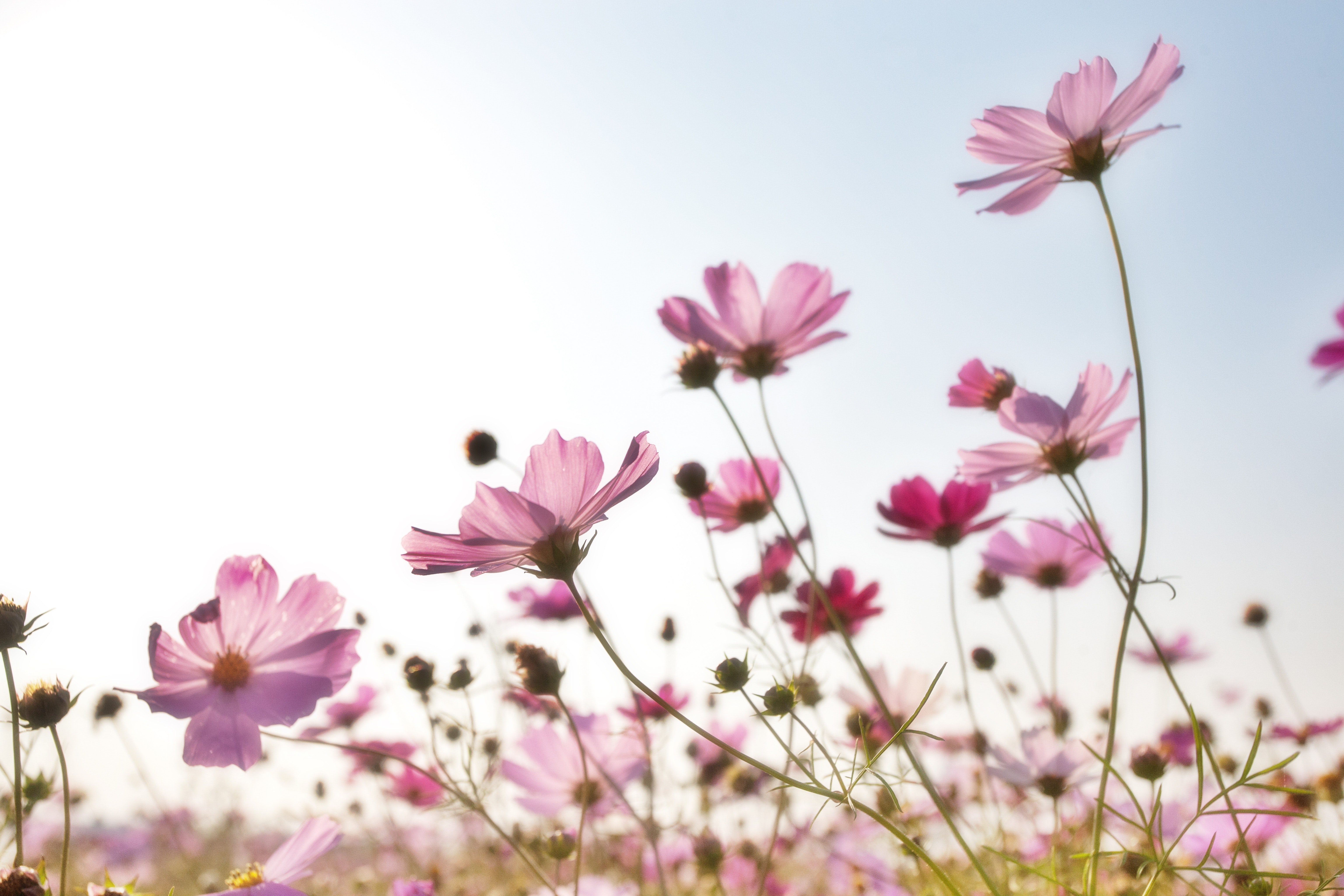 Pink flower field photo