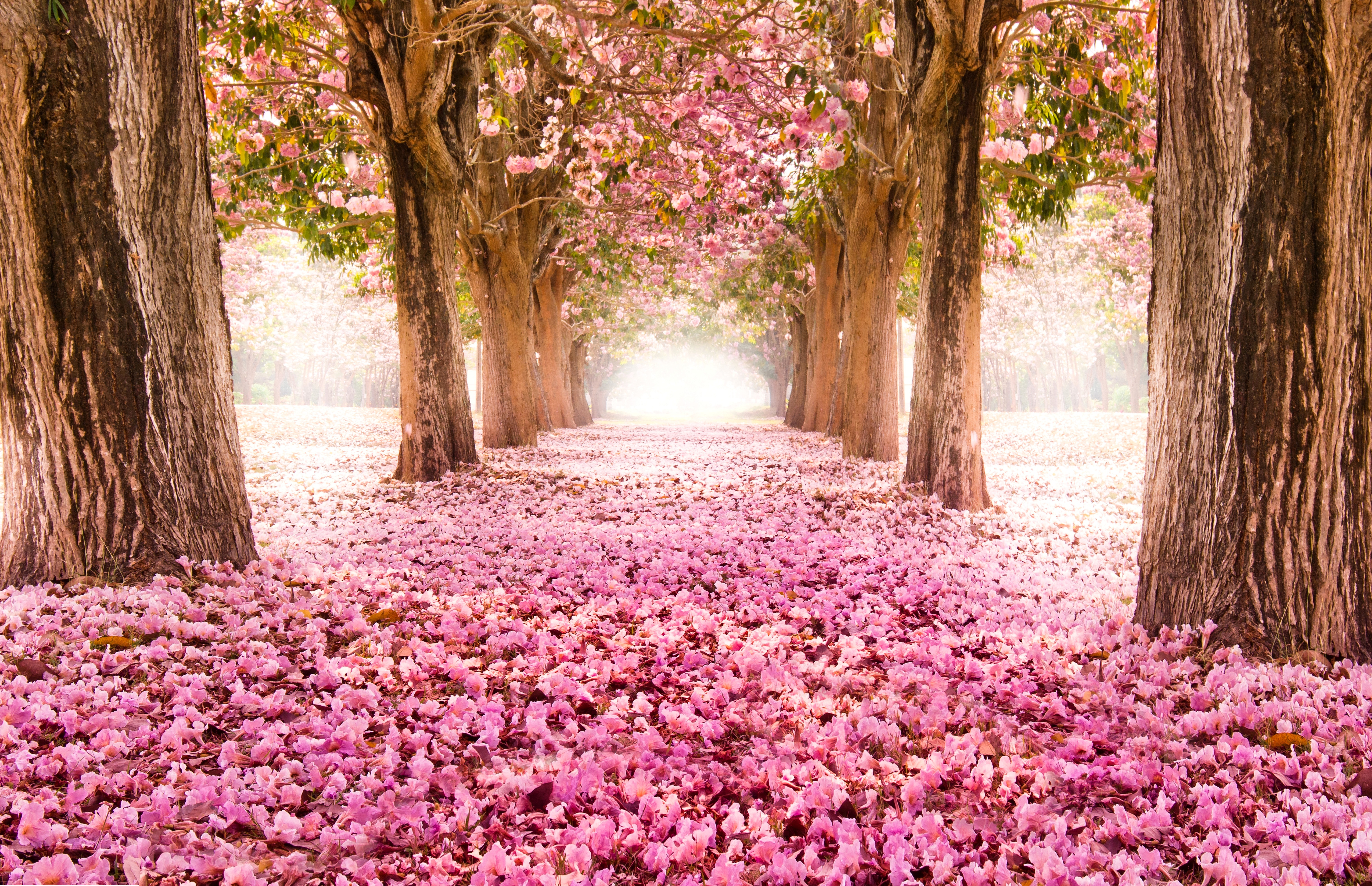 Field of pink flowers » Nature » OldtimeWallpapers.com - Antique ...