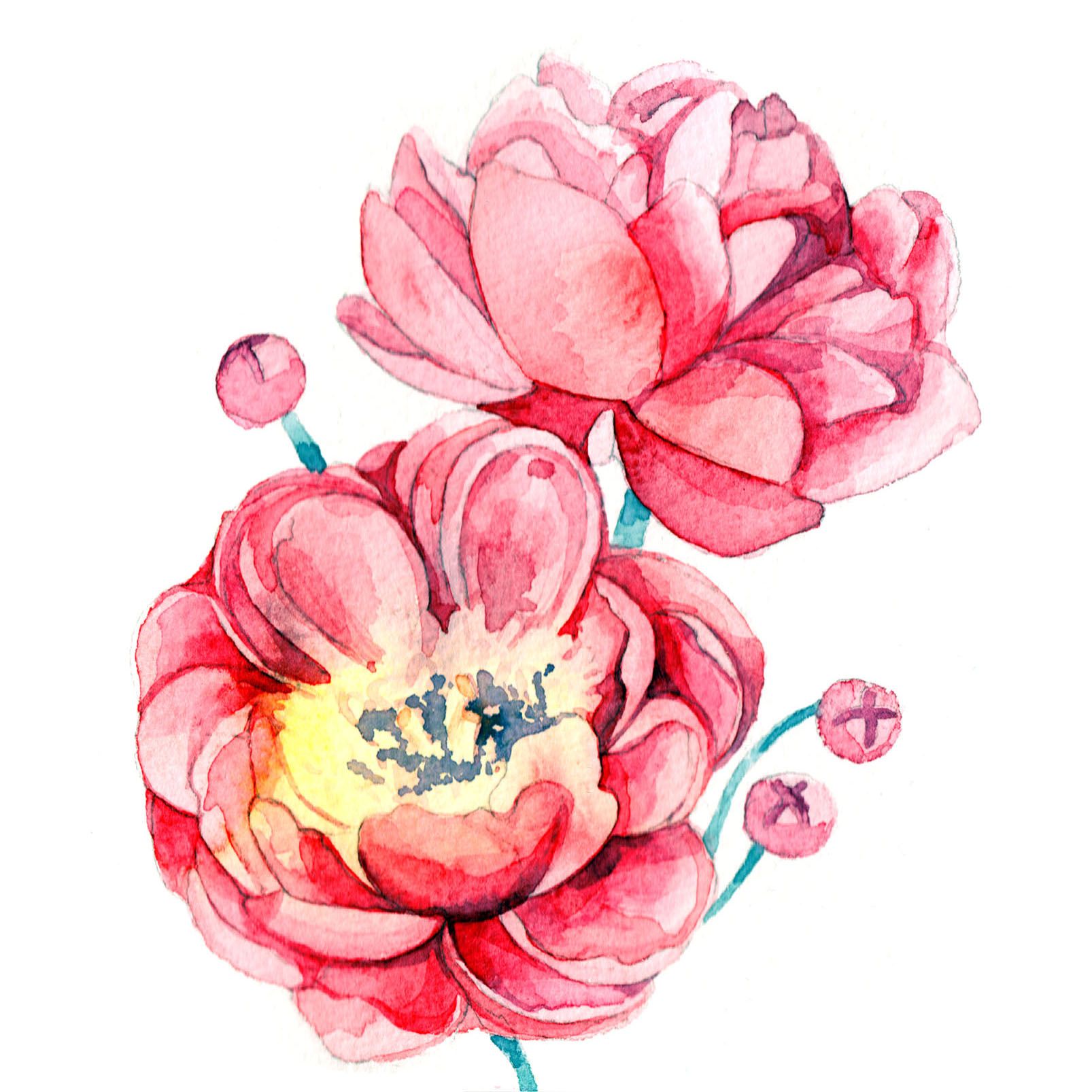 Peony - Watercolour flower illustration by Anastasiya Levashova. www ...