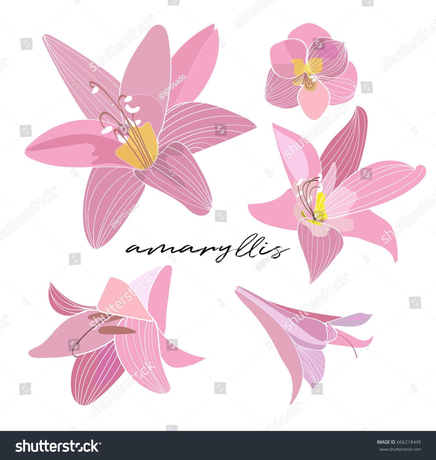 Amaryllis Vector Elements Pink Flower Illustration Stock Vector HD ...