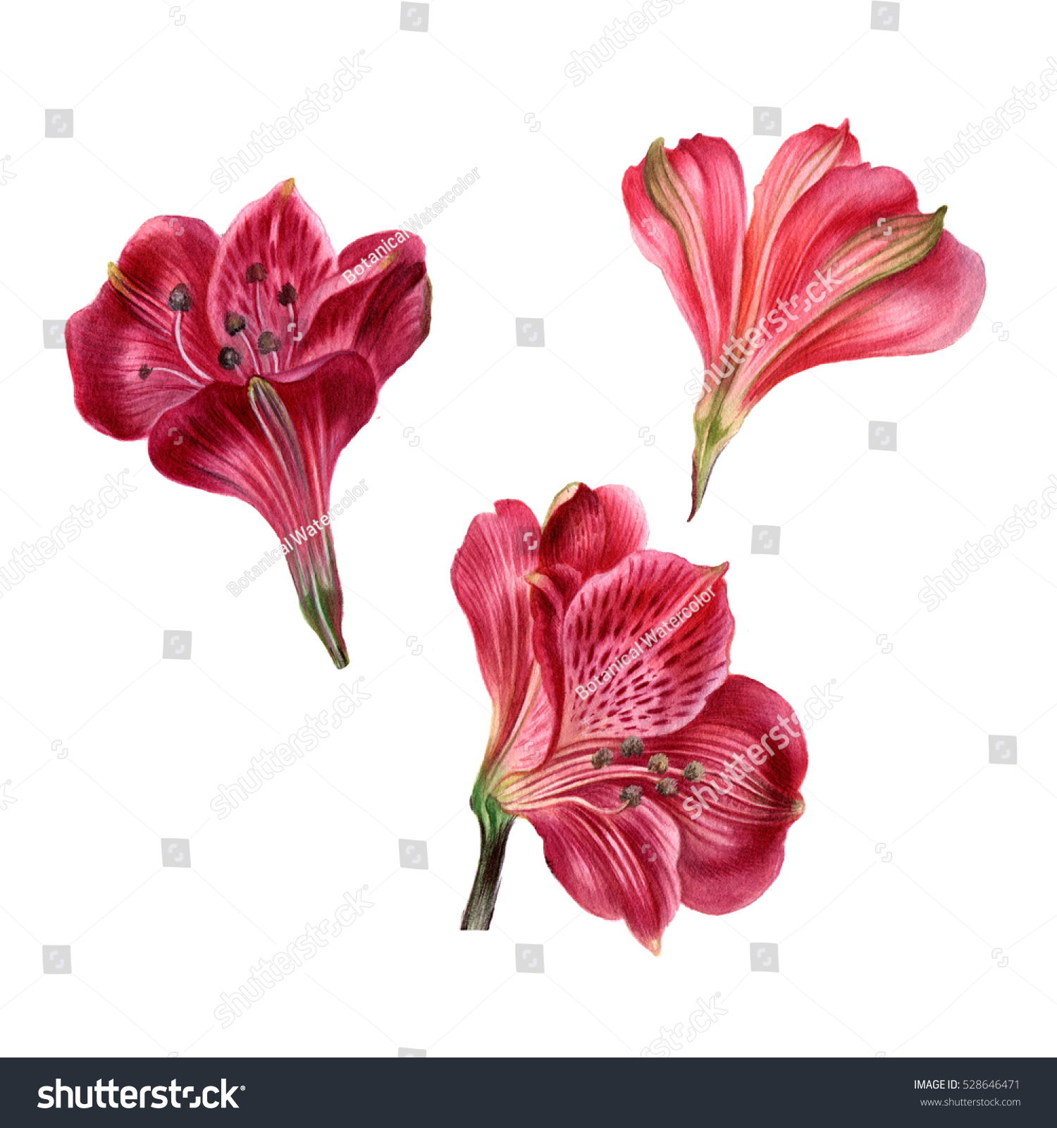 Set Alstroemeria Flowers Watercolor Pink Flowers Stock Illustration ...