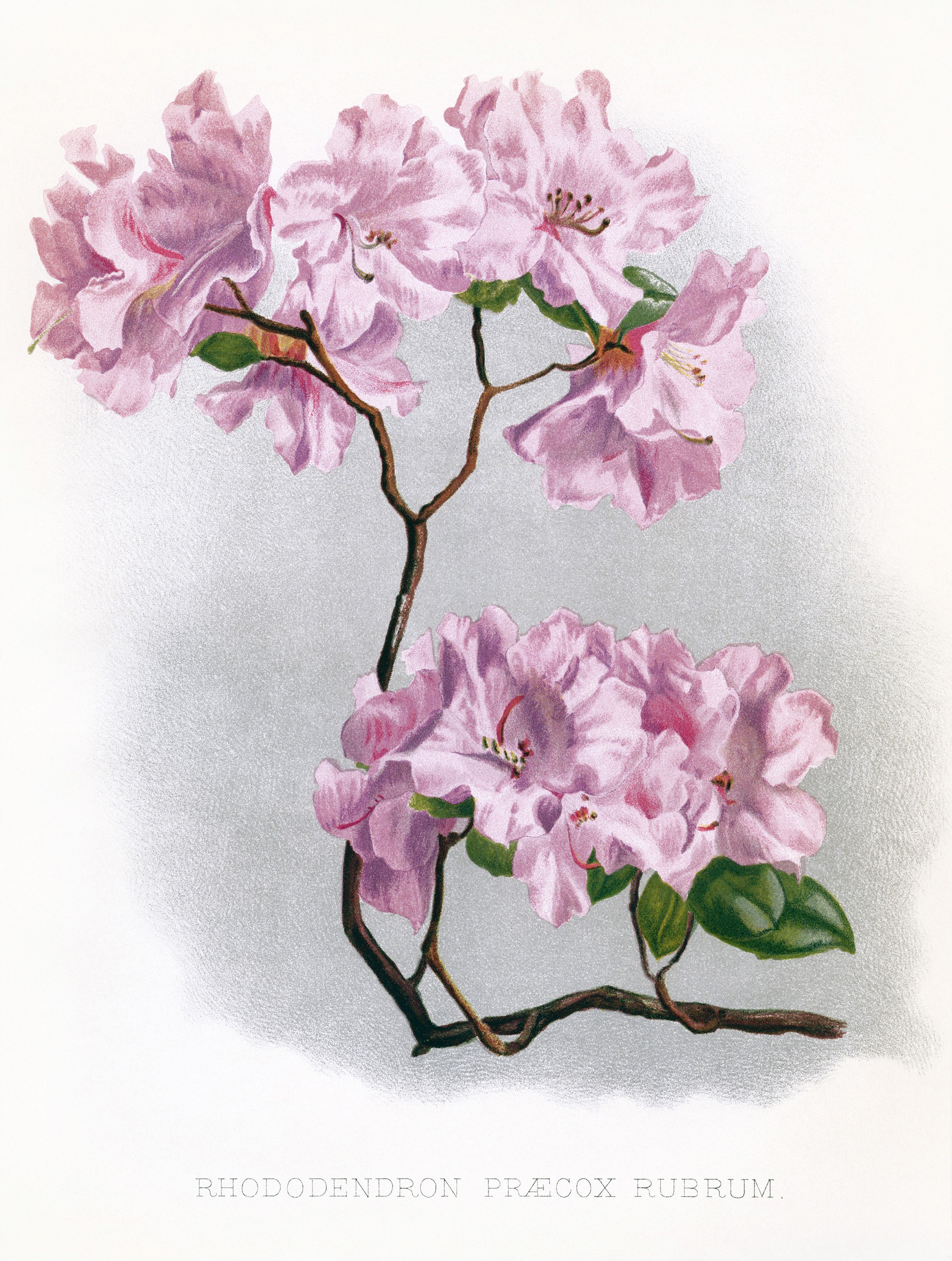 Vintage Flowers Clip Art Borders | rhododendron illustration ...