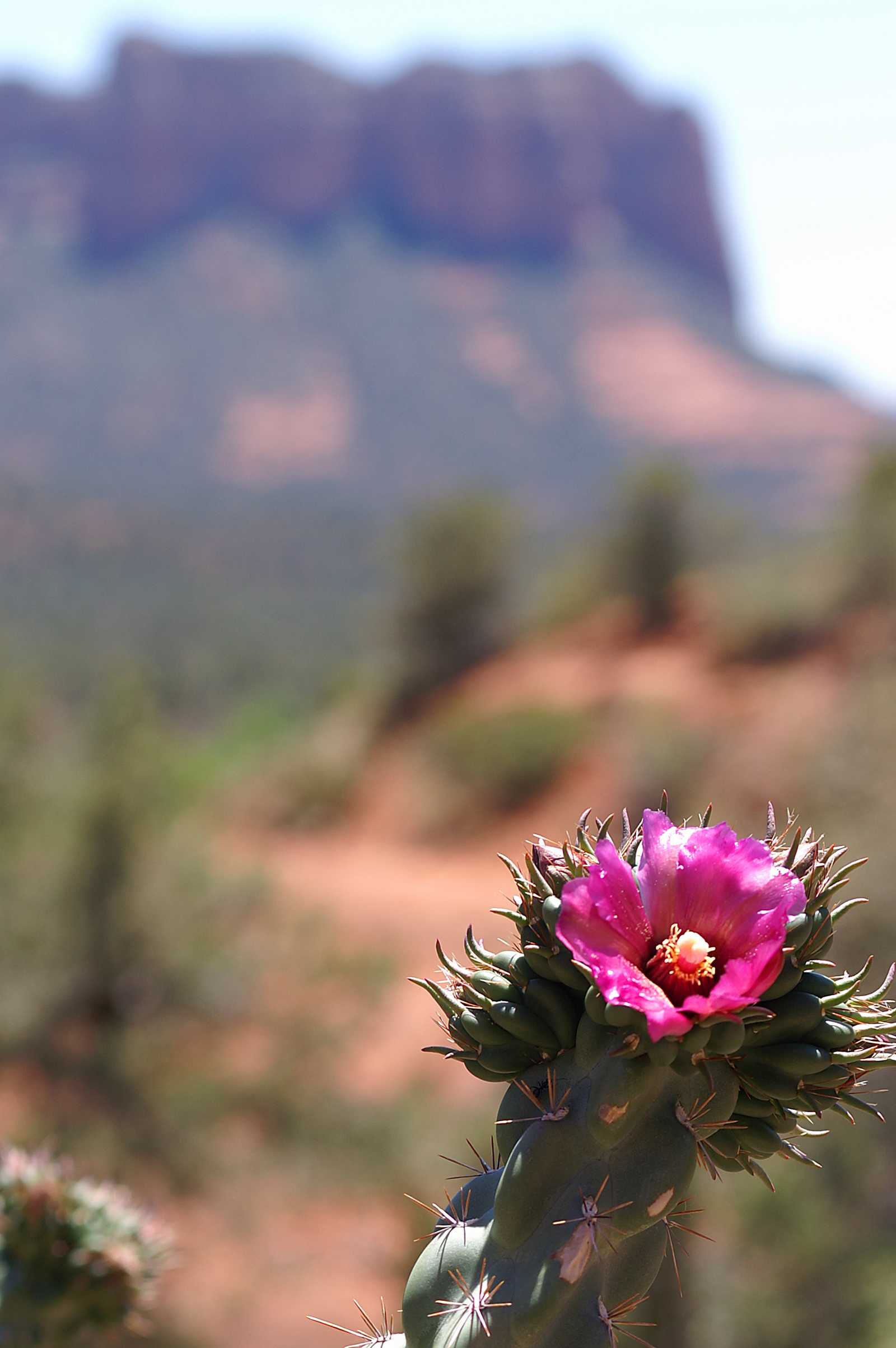 Pink flower in the desert photo