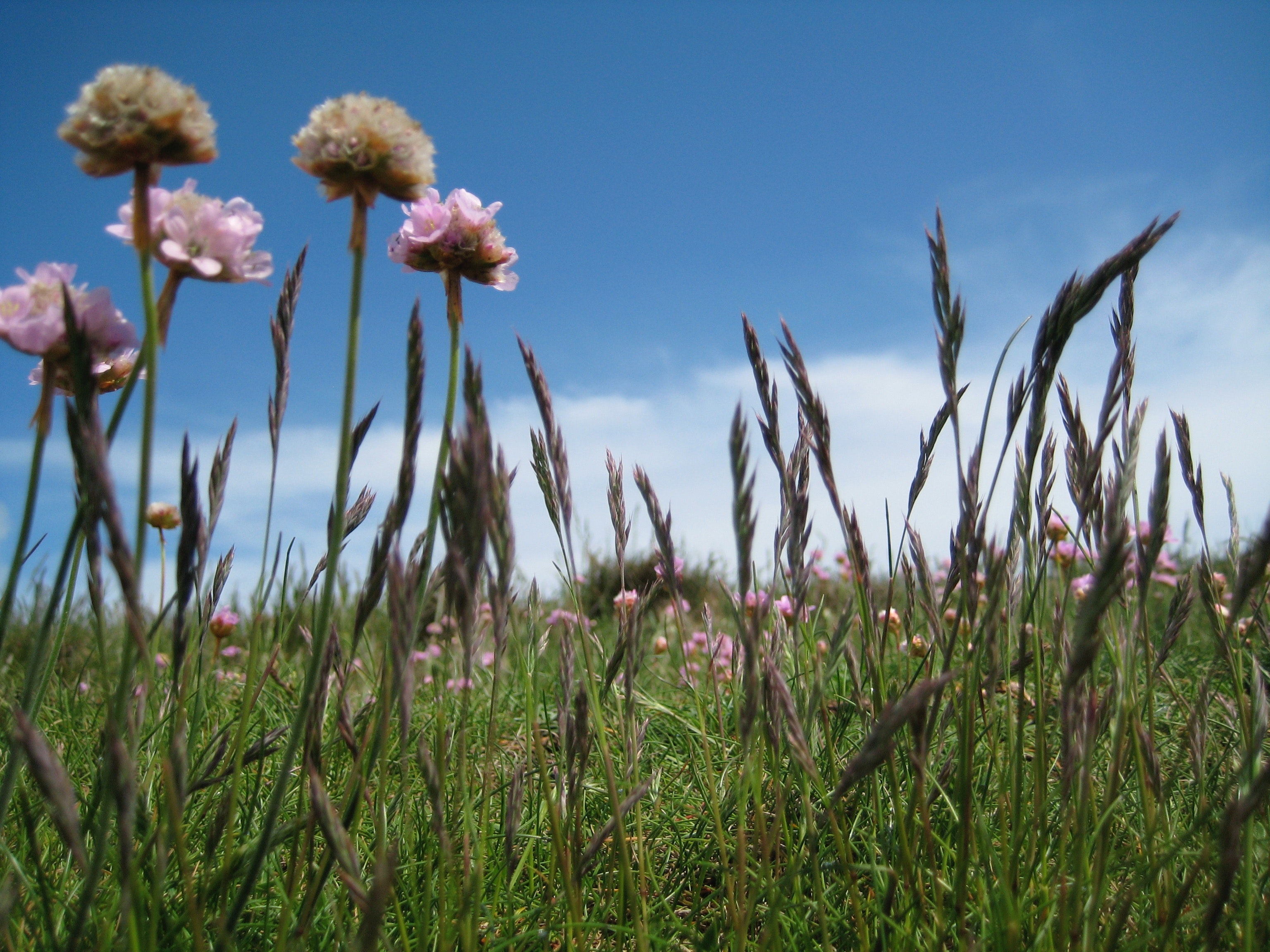Pink flower on green field under white and blue sky during daytime photo
