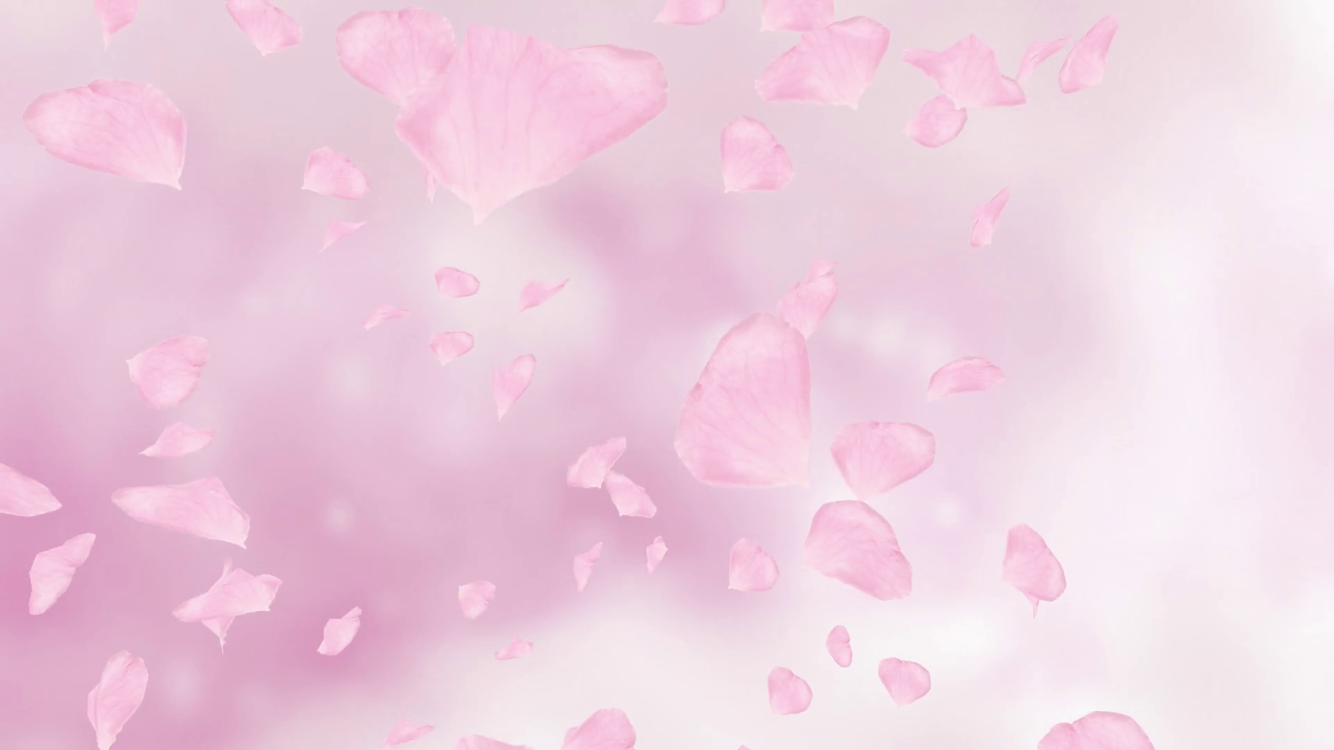 Falling pink rose petals or cherry tree blossoms. Spring slow motion ...