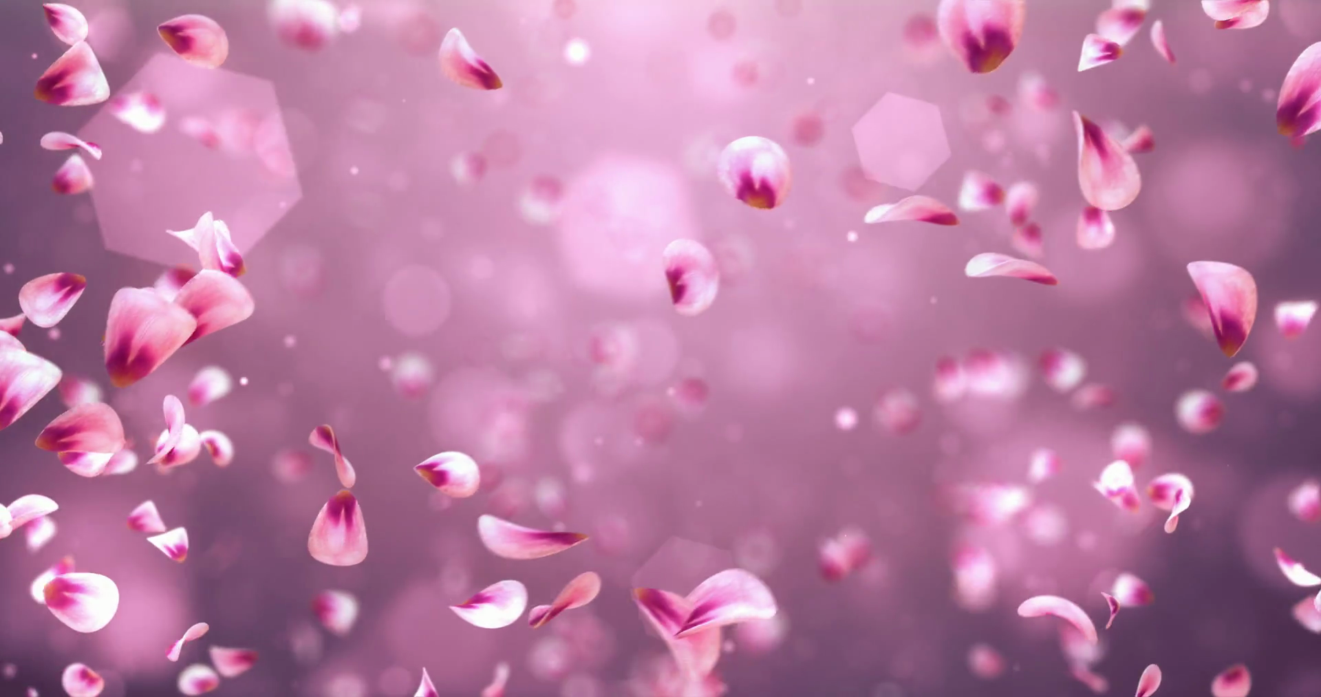 Whirl Flying Red Pink Rose Sakura Flower Petals Background Alpha ...