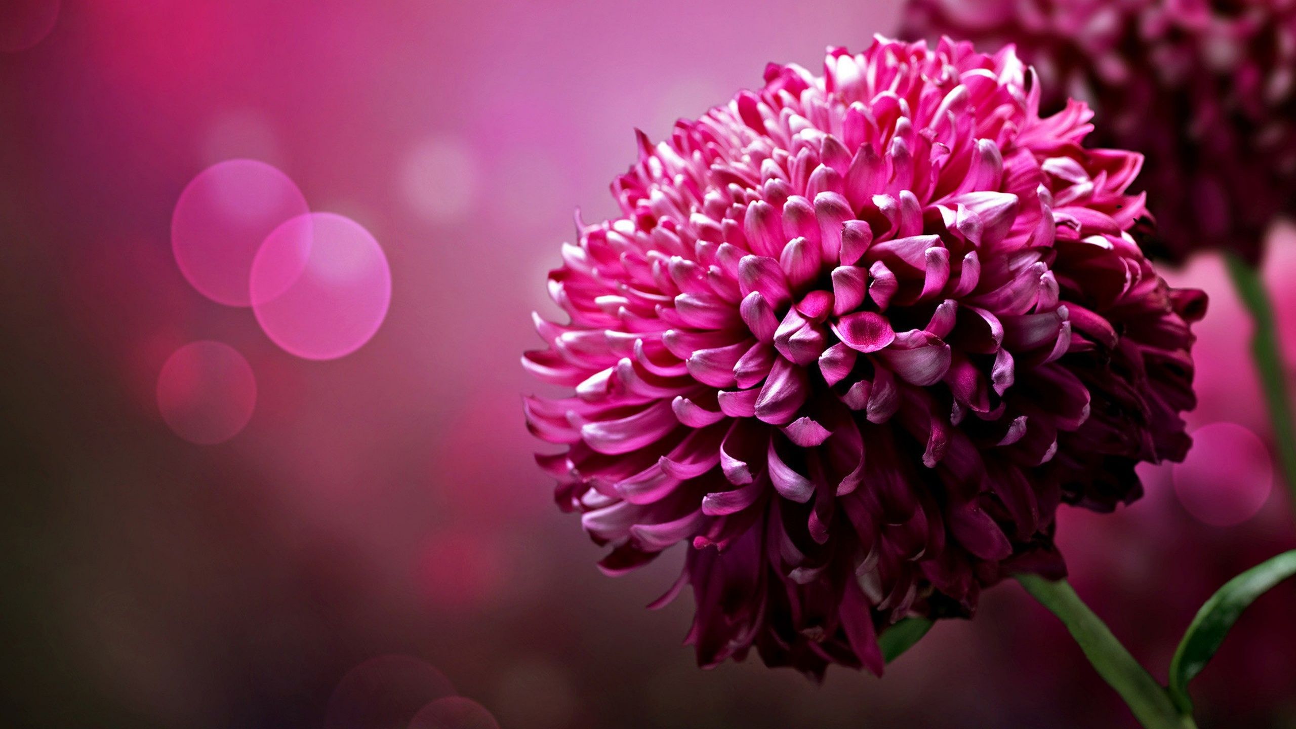 Flower Wallpapers Pink High Quality Resolution | Natures Wallpapers ...