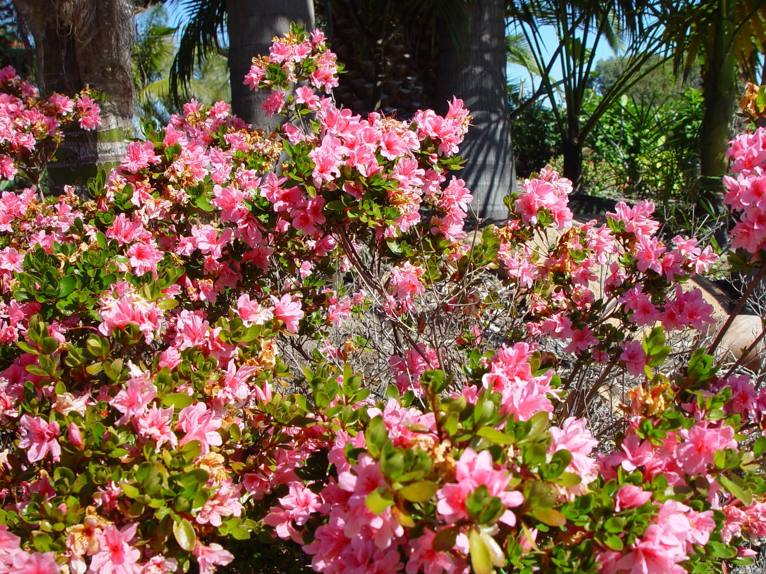Free picture: bush, pink flowers