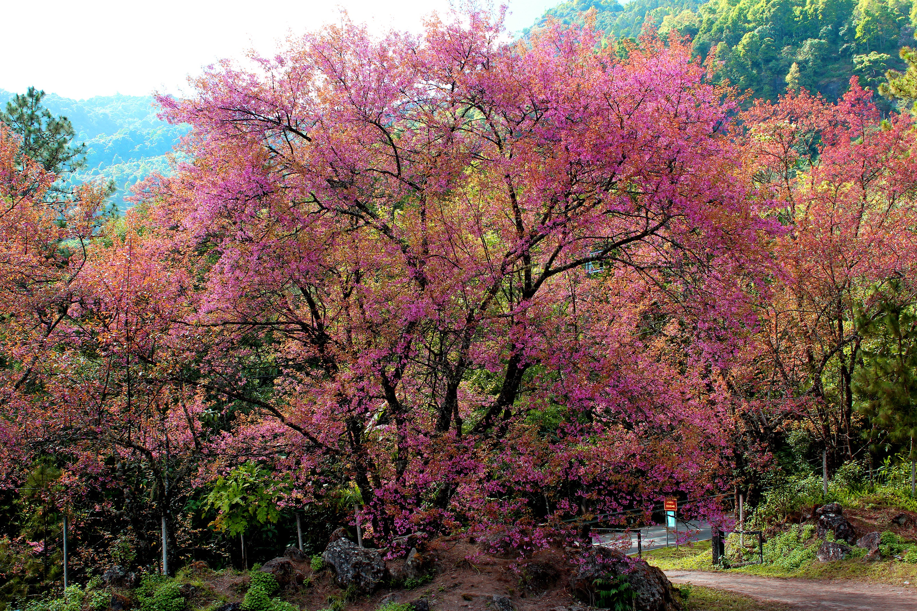 Pink flowering tree beside road at daytime photo
