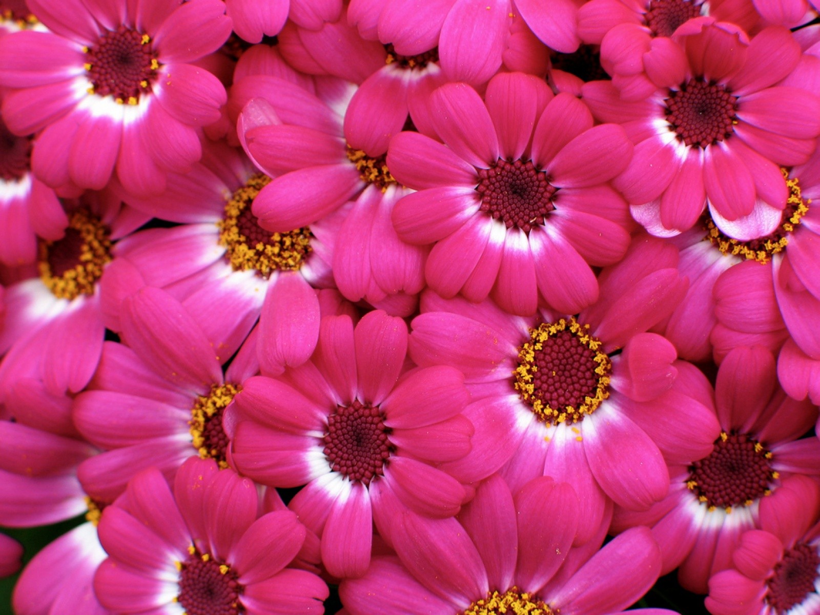 Free photo: Pink Flowers - Bloom, Flower, Pink - Free Download - Jooinn
