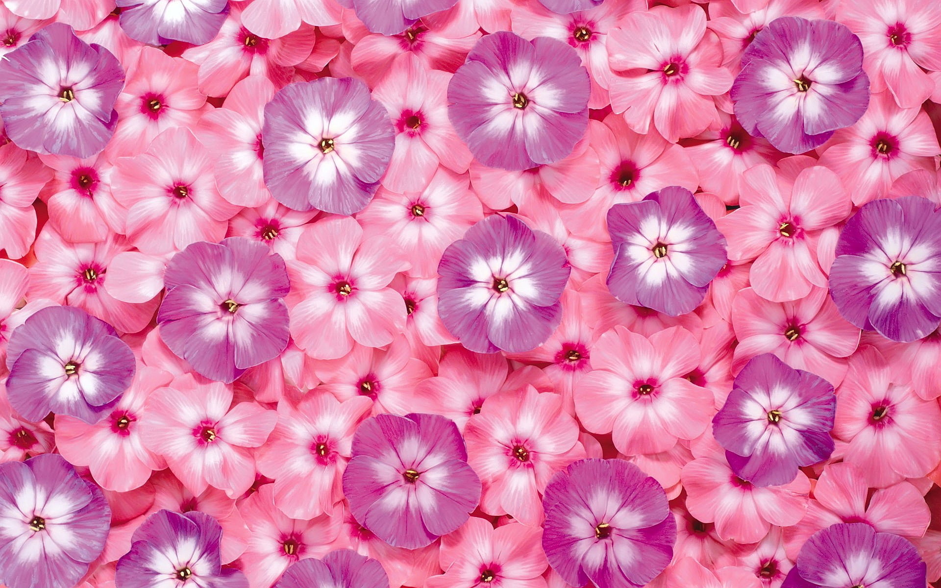 Pink Flowers 19322 1920x1200 px ~ HDWallSource.com