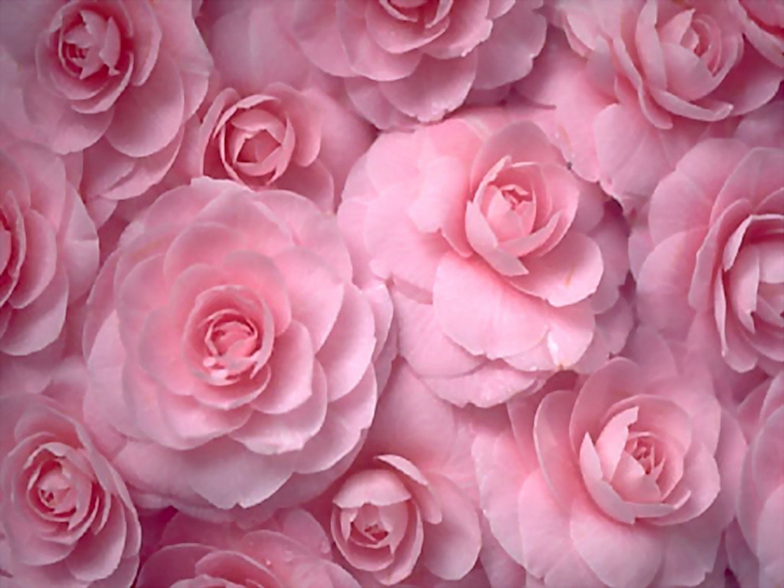 Flowers Roses Pink Flowers Wallpaper [1600x1200]