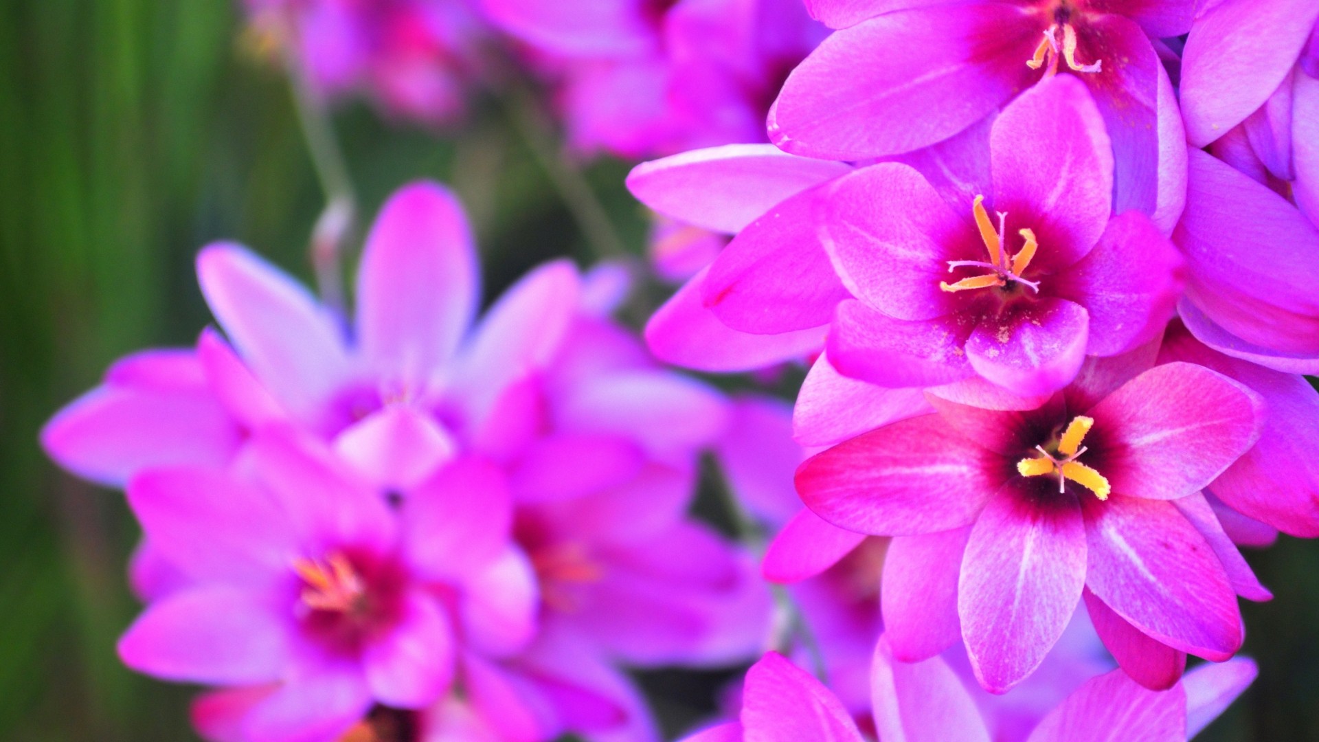Best Flowers Wallpaper: Pink Flowers 870339 Flowers