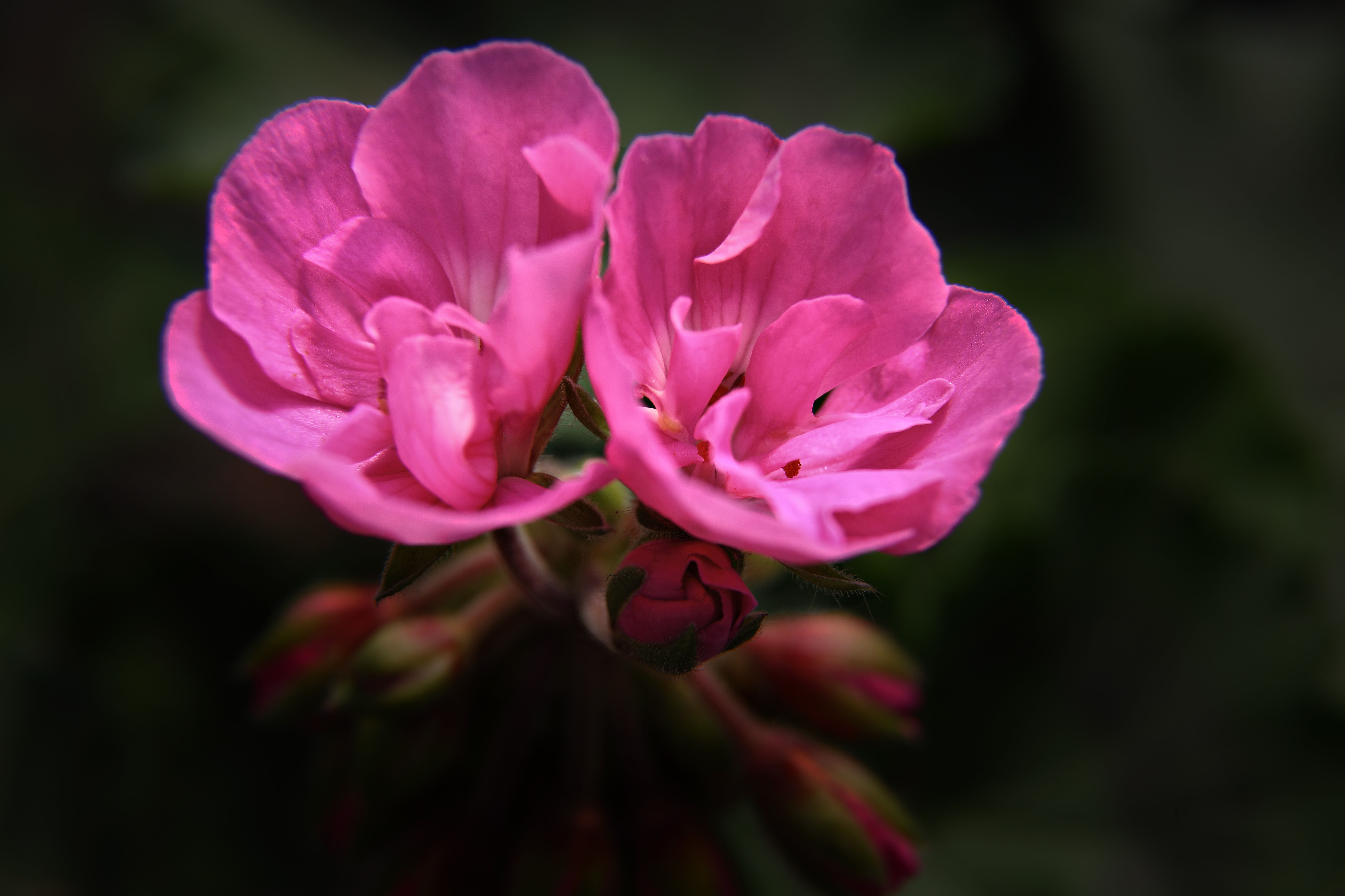 Twinn Pink Flowers | Flowers| Free Nature Pictures by ForestWander ...