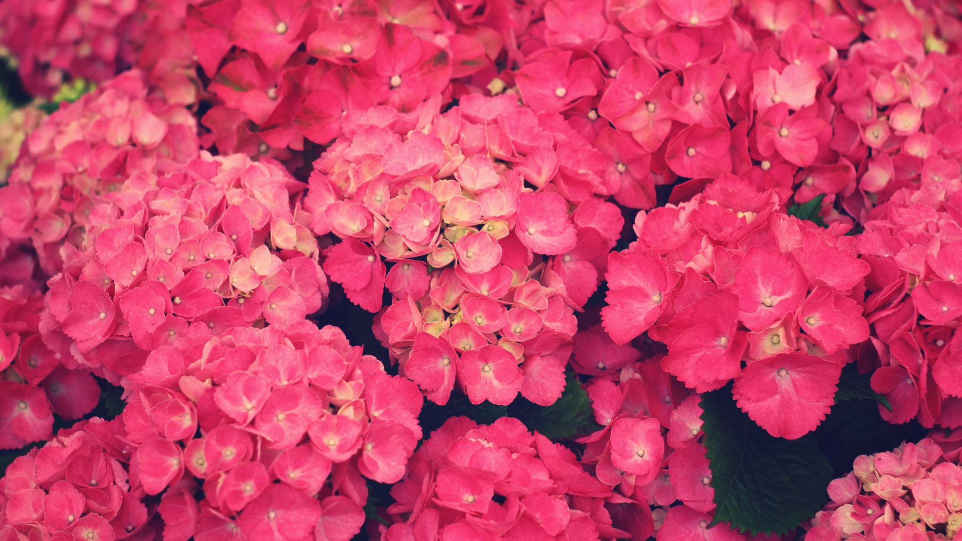 Pink Flowers 19308 1920x1080 px ~ HDWallSource.com