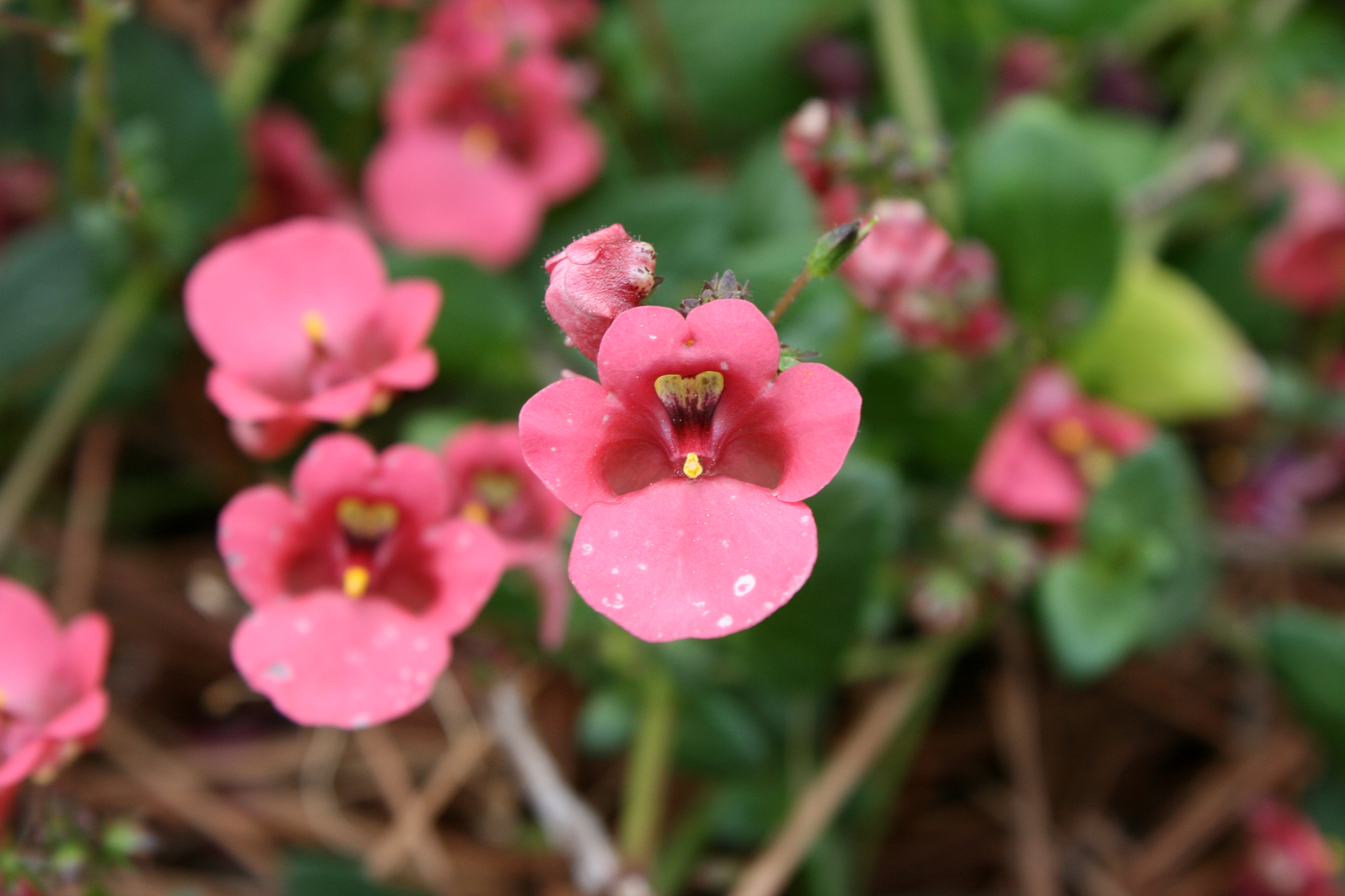 File:Cute pink flowers with fangs.jpg - Wikimedia Commons