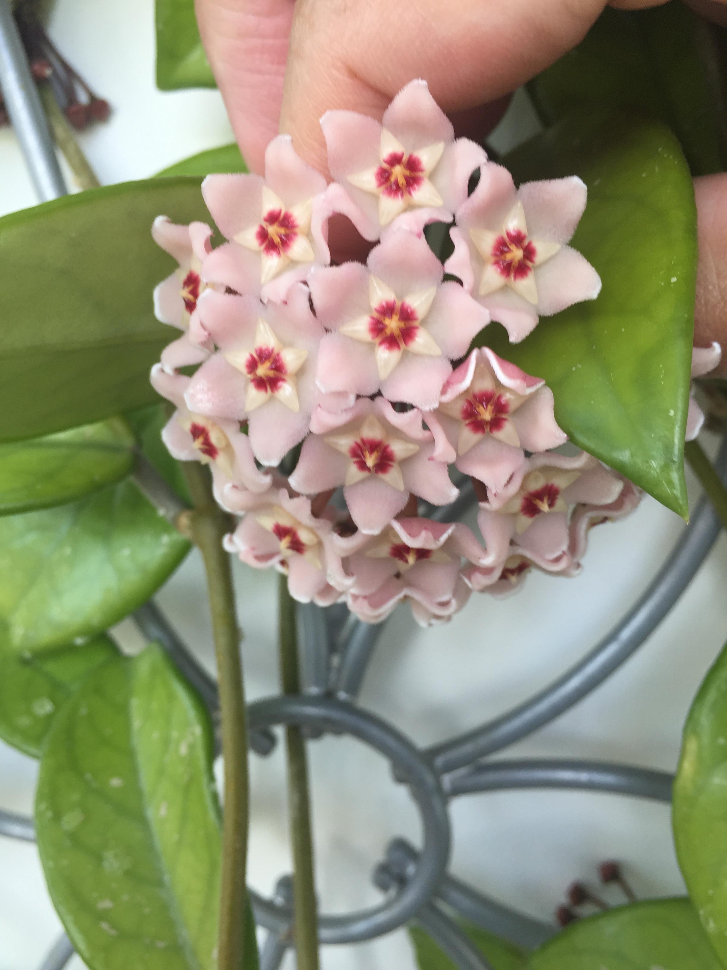 identification - What is this plant with clusters of pink flowers ...