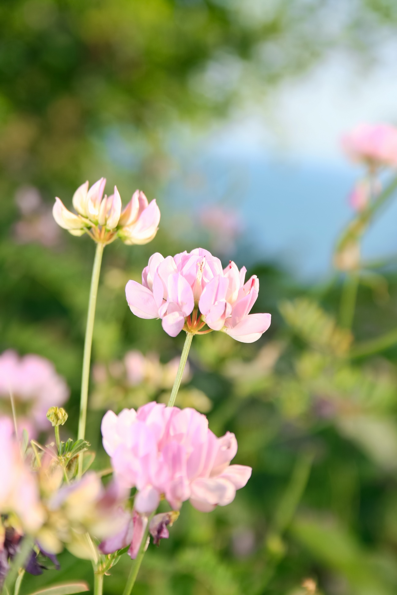 Pink flowers, Natural, Garden, Gardening, Green, HQ Photo