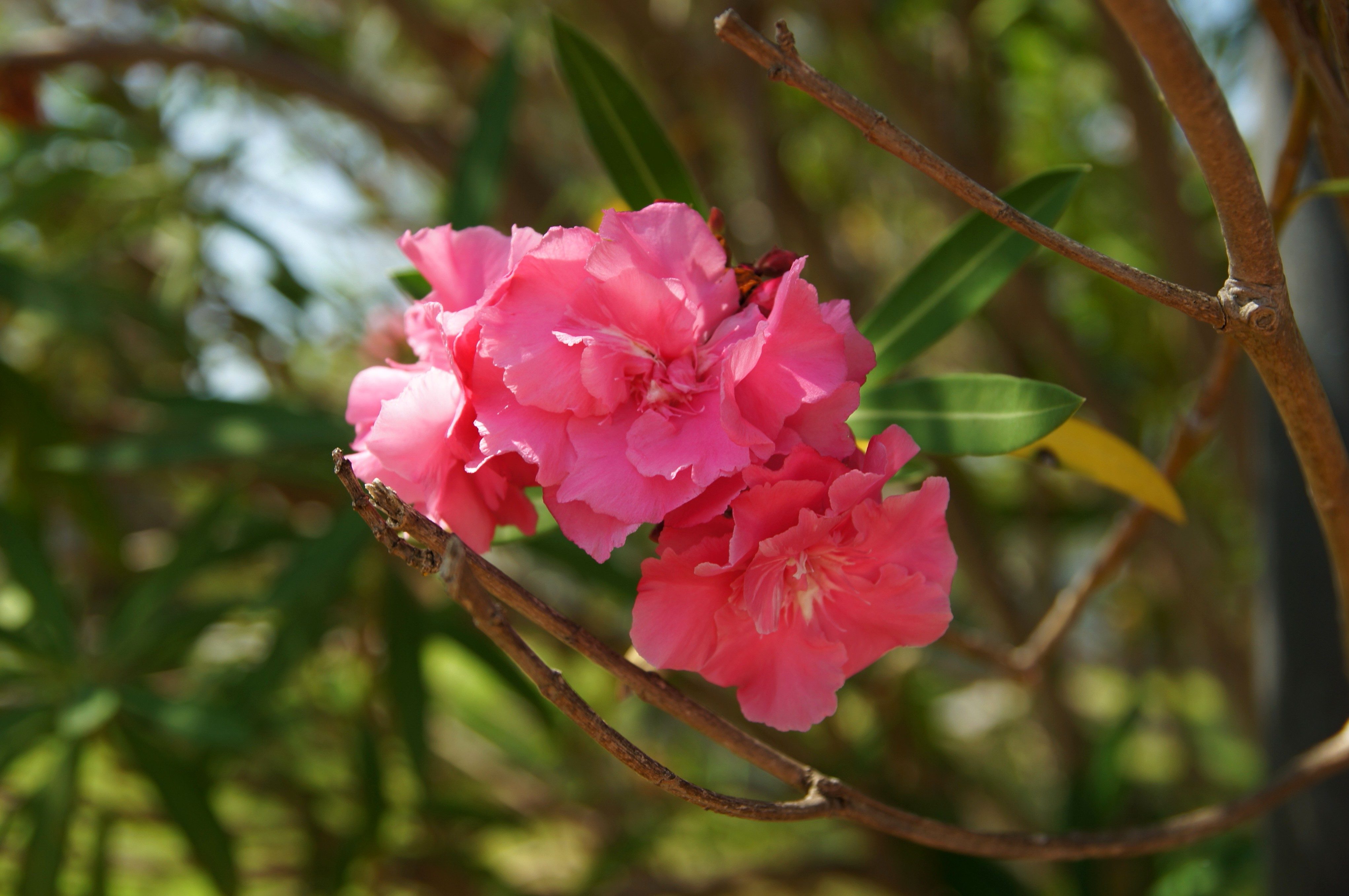 Free picture: pink, flowers, petals, vegetation, flora, pollen, garden