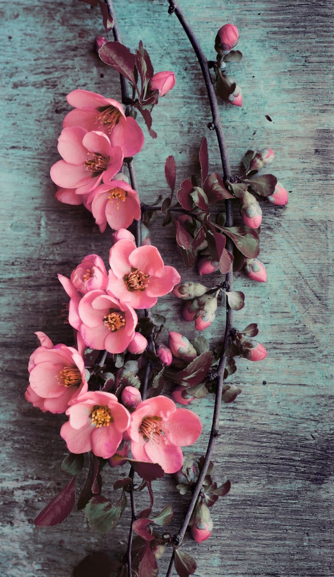 Wallpaper iPhone/beauty/pink flowers ⚪ | Art | Pinterest ...
