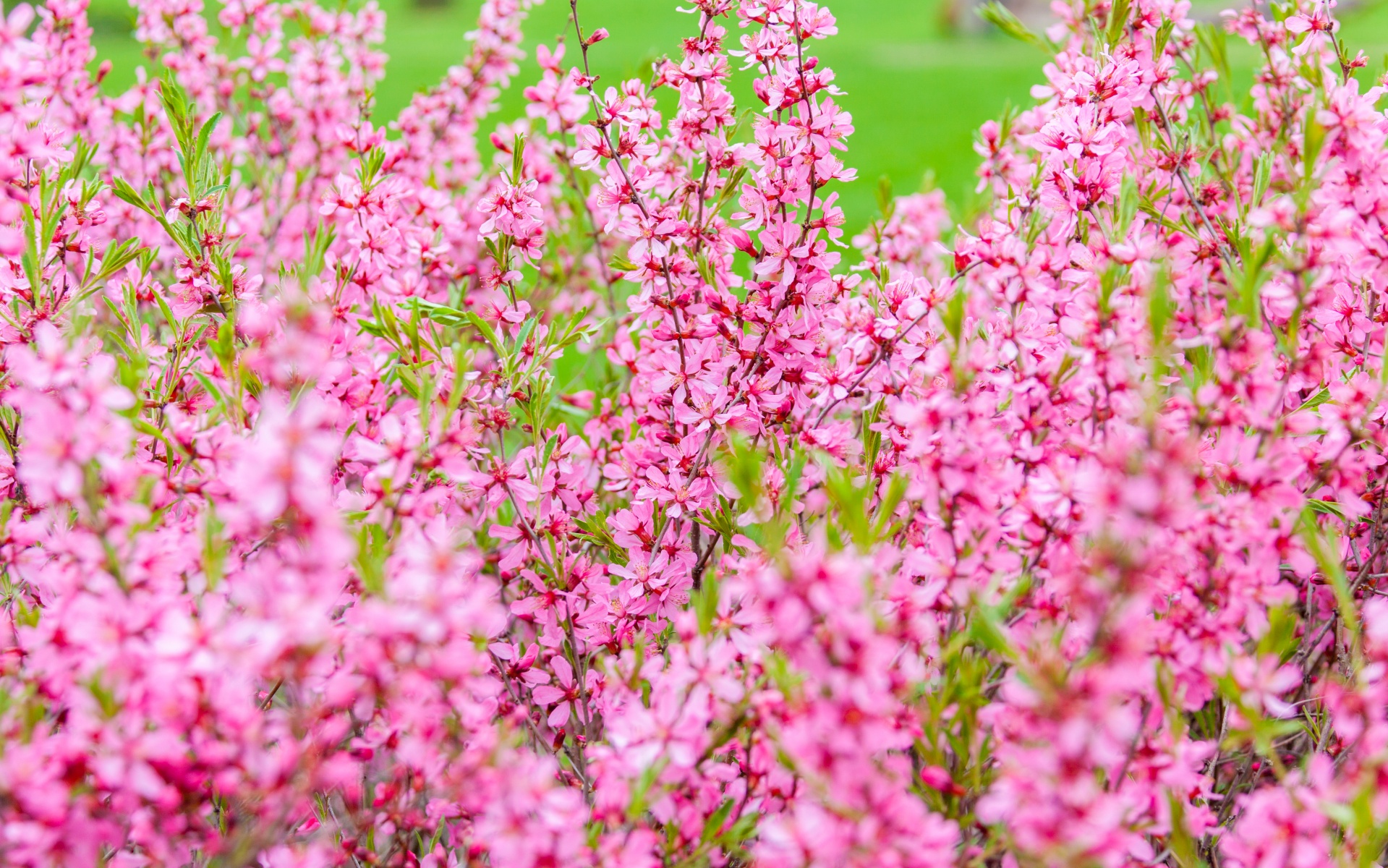 Pink Flowers Free Stock Photo - Public Domain Pictures