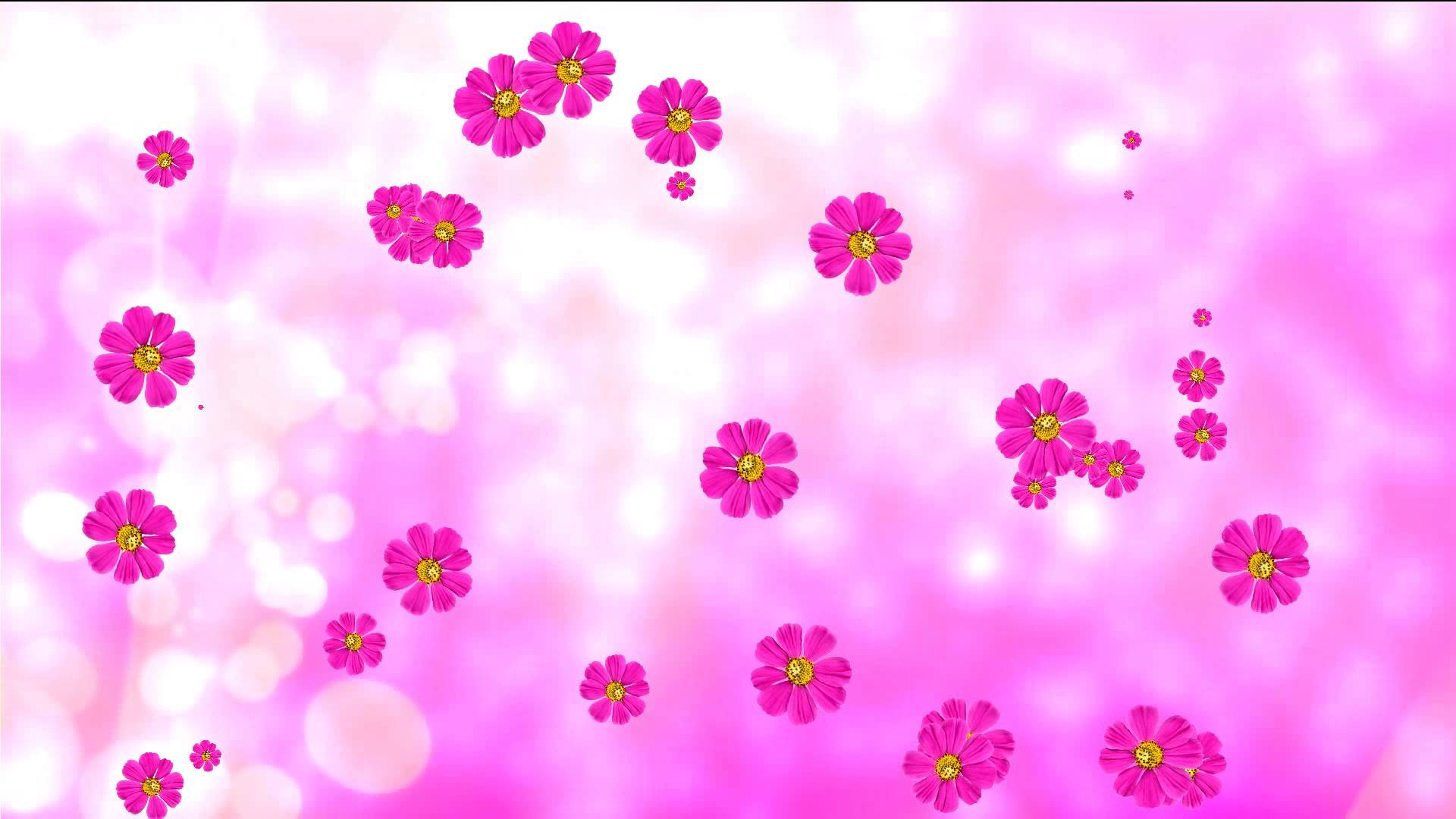 Purple animated flowers and pink background. Flower background ...
