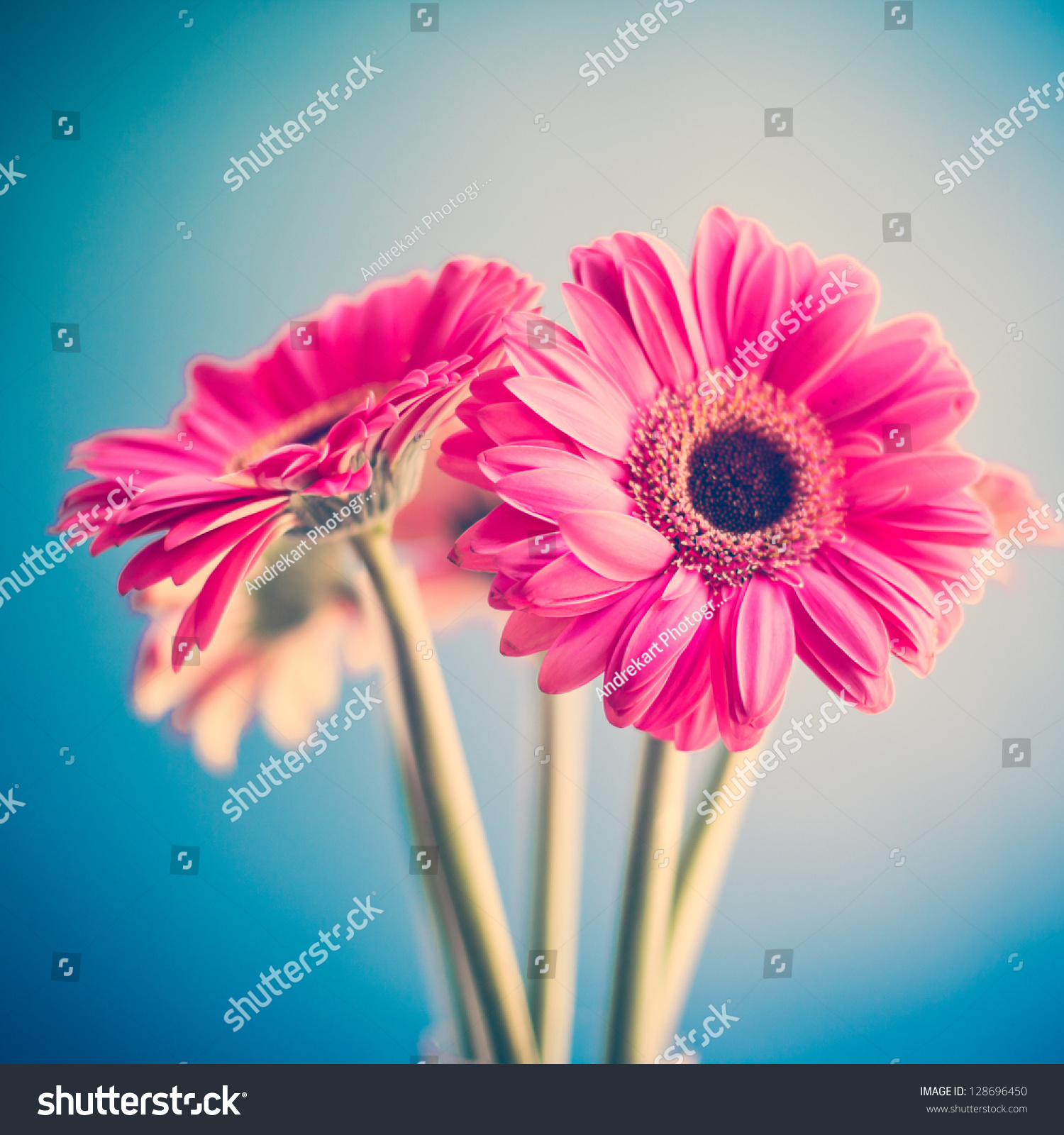 Two Pink Flowers Stock Photo (Royalty Free) 128696450 - Shutterstock