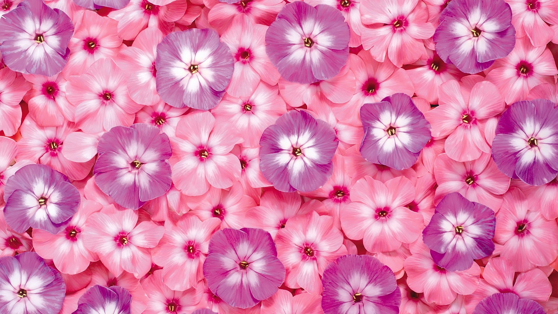 More Beautiful Pink Flowers Background Wallpaper | FLgrx Graphics