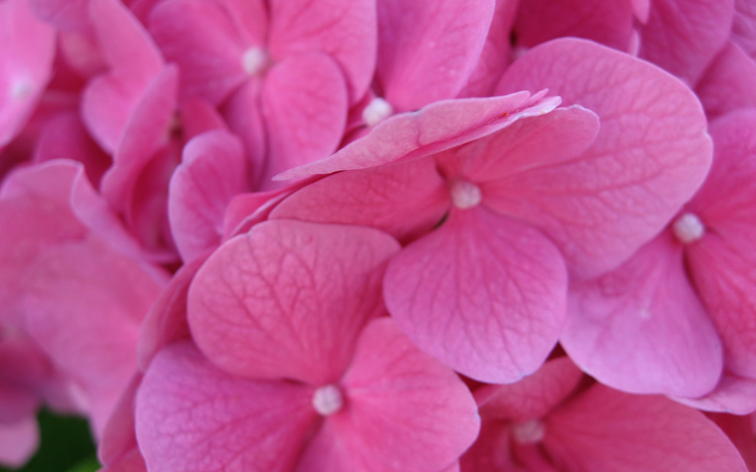Pink Flowers HD Images - Get HD Wallpapers Free