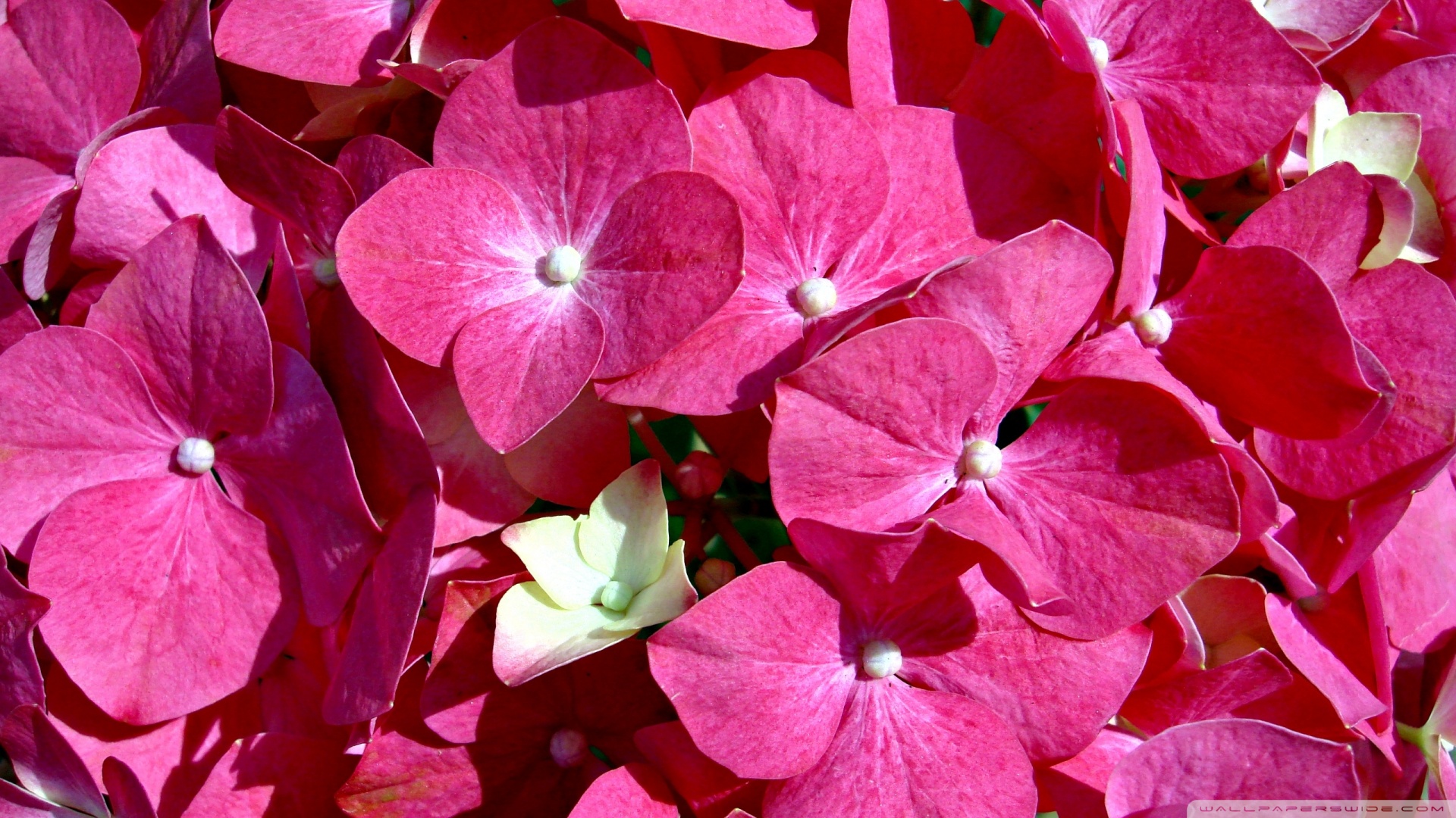 Pink Flowers ❤ 4K HD Desktop Wallpaper for 4K Ultra HD TV • Wide ...
