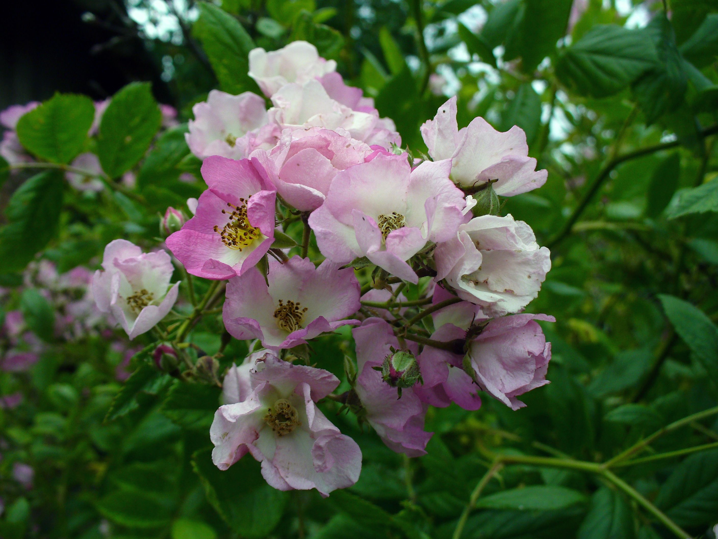 Free Image: Pink Flowers | Libreshot Public Domain Photos