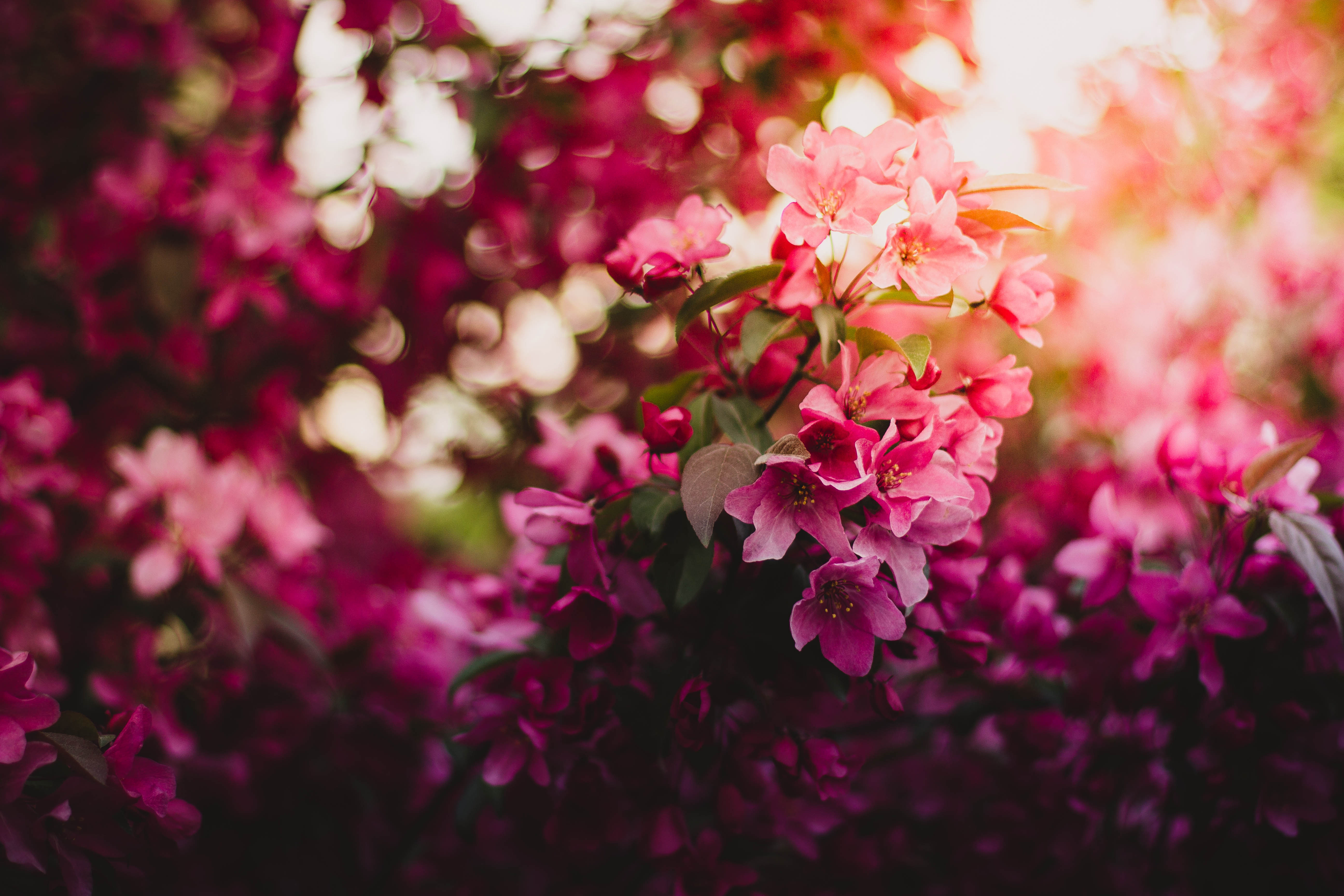Pink Flowers On Tree 5k, HD Flowers, 4k Wallpapers, Images ...